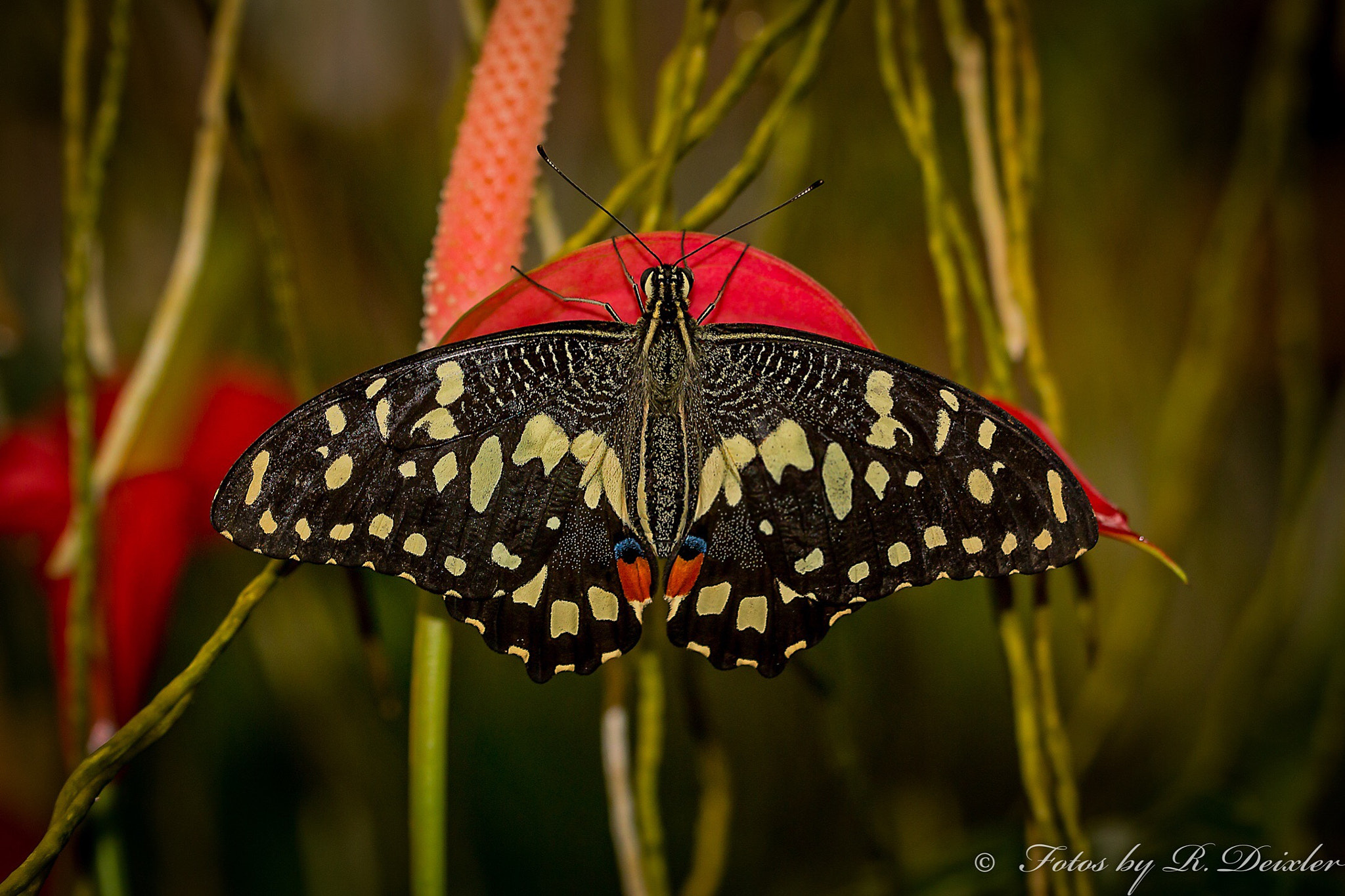 Sigma 150mm f/2.8 EX DG OS HSM APO Macro sample photo. Schmetterling 1 photography