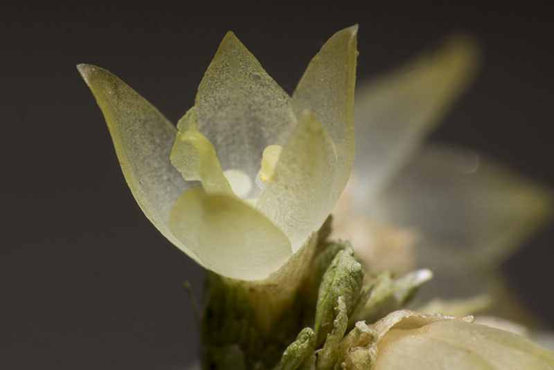 Sony SLT-A77 sample photo. Octomeria pinicola (orchidaceae epidendreae) a photography