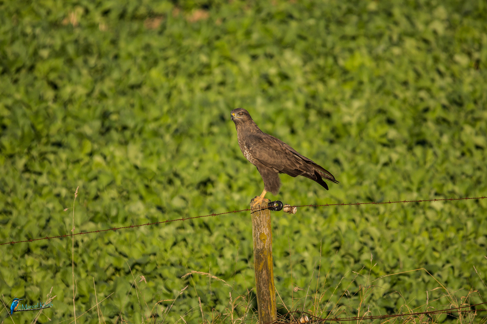 Sigma 150-500mm F5-6.3 DG OS HSM sample photo. Bussard photography