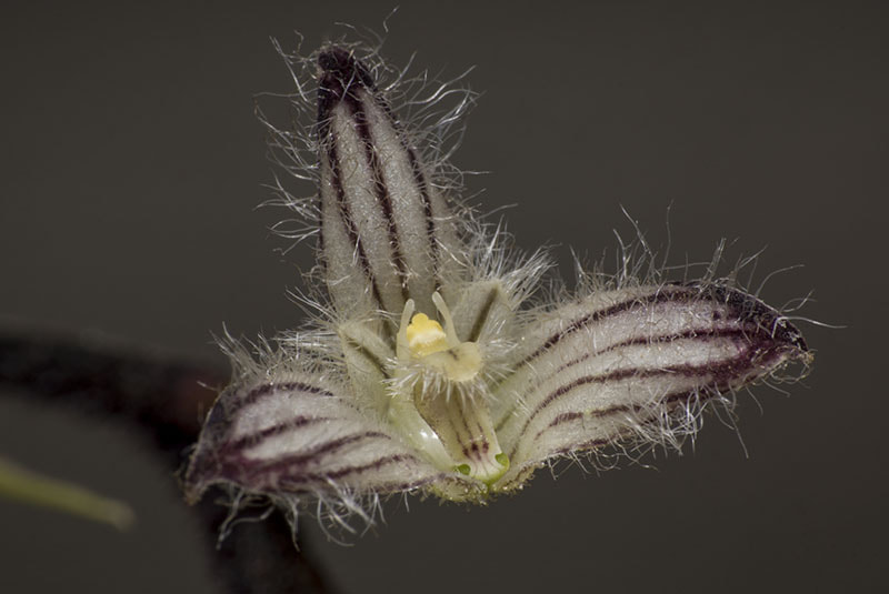 Sony SLT-A77 + Sony DT 55-200mm F4-5.6 SAM sample photo. Bulbophyllum lindleyanum (orchidaceae epidendroideae) b photography