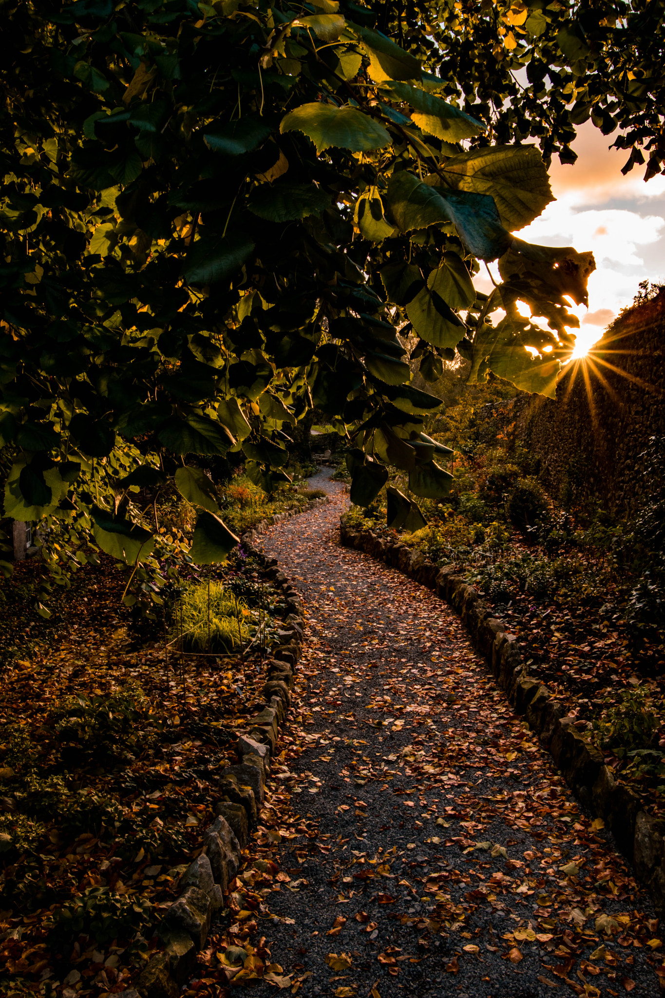 Sony a7 II sample photo. Golden pathway photography