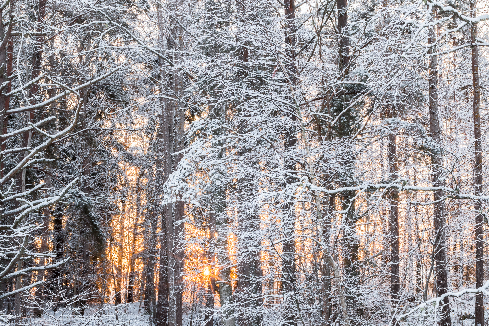 Canon EOS 70D + Canon EF 35mm F1.4L USM sample photo. Sunrise in snowy forest = winter magic! photography