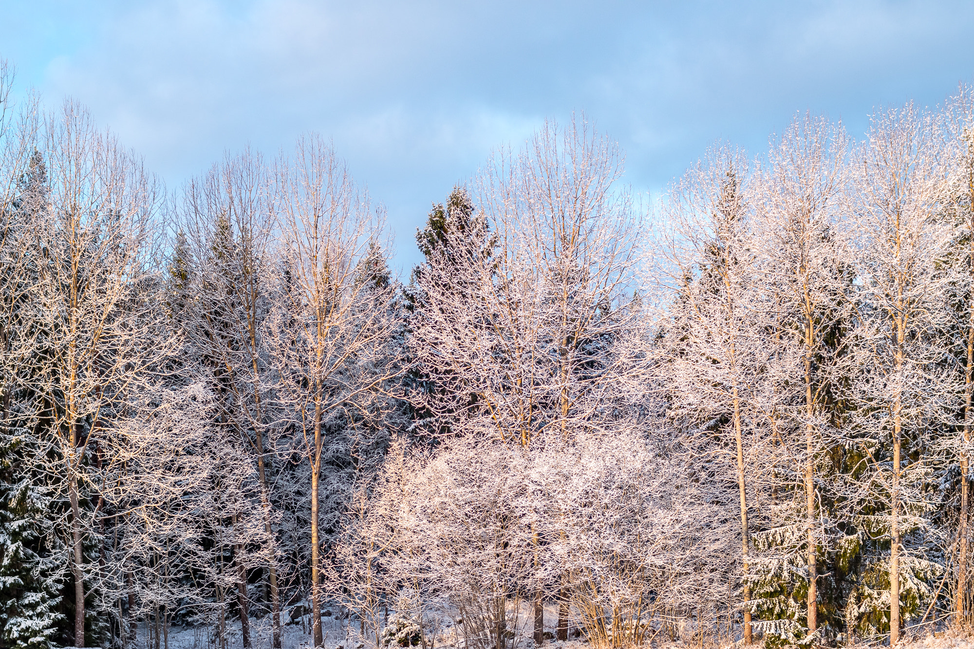 Canon EOS 70D + Canon EF 35mm F1.4L USM sample photo. Frozen forest = winter magic photography