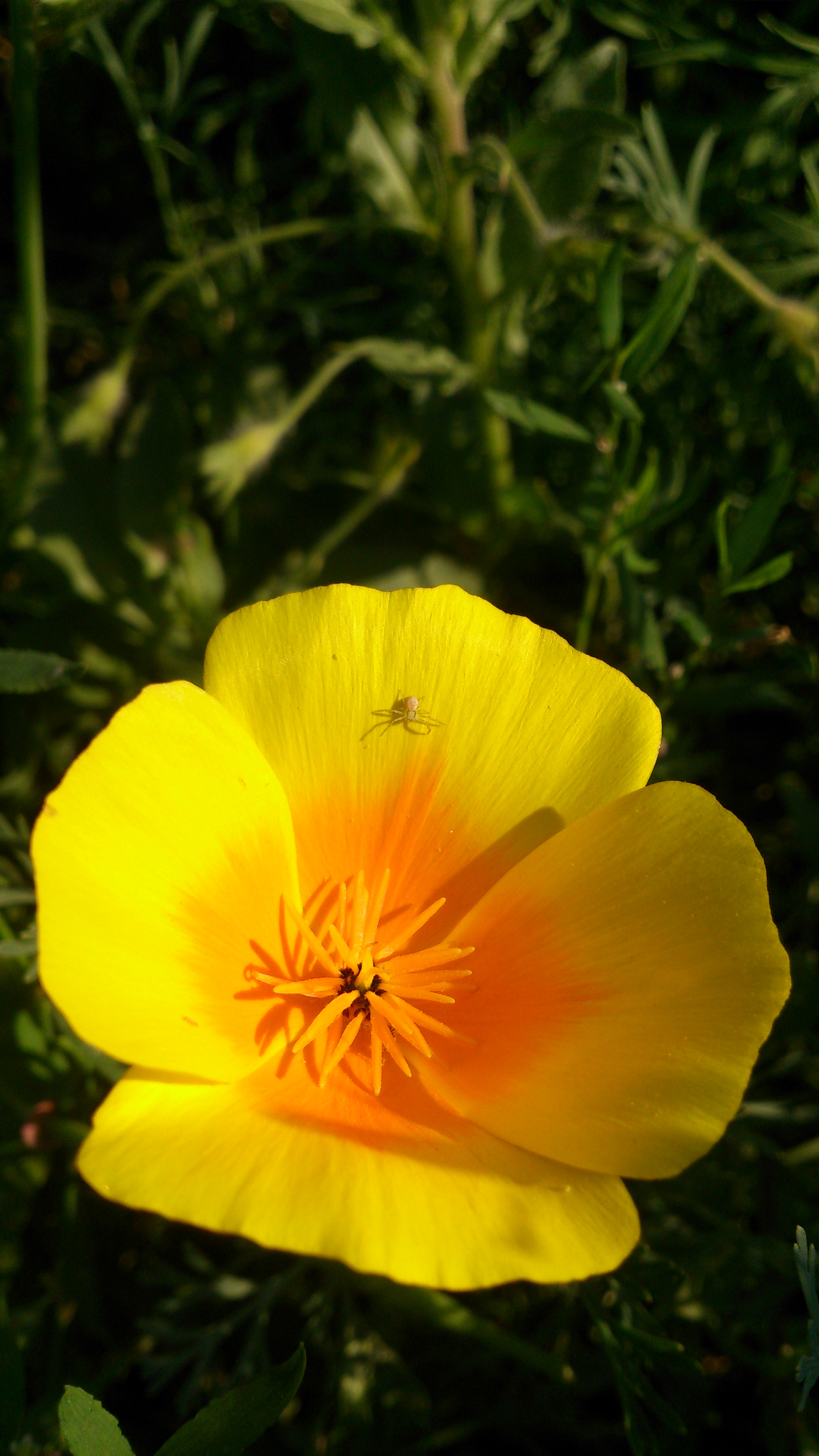 Sony Xperia T sample photo. Yellow to yellow photography