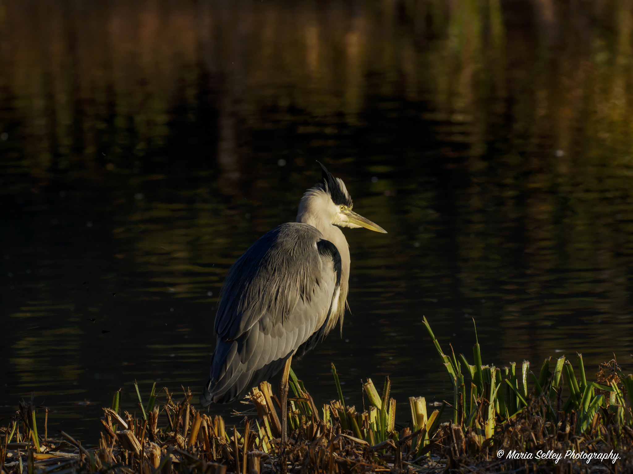 Olympus OM-D E-M5 II + LEICA DG 100-400/F4.0-6.3 sample photo. Feathers of the heron photography