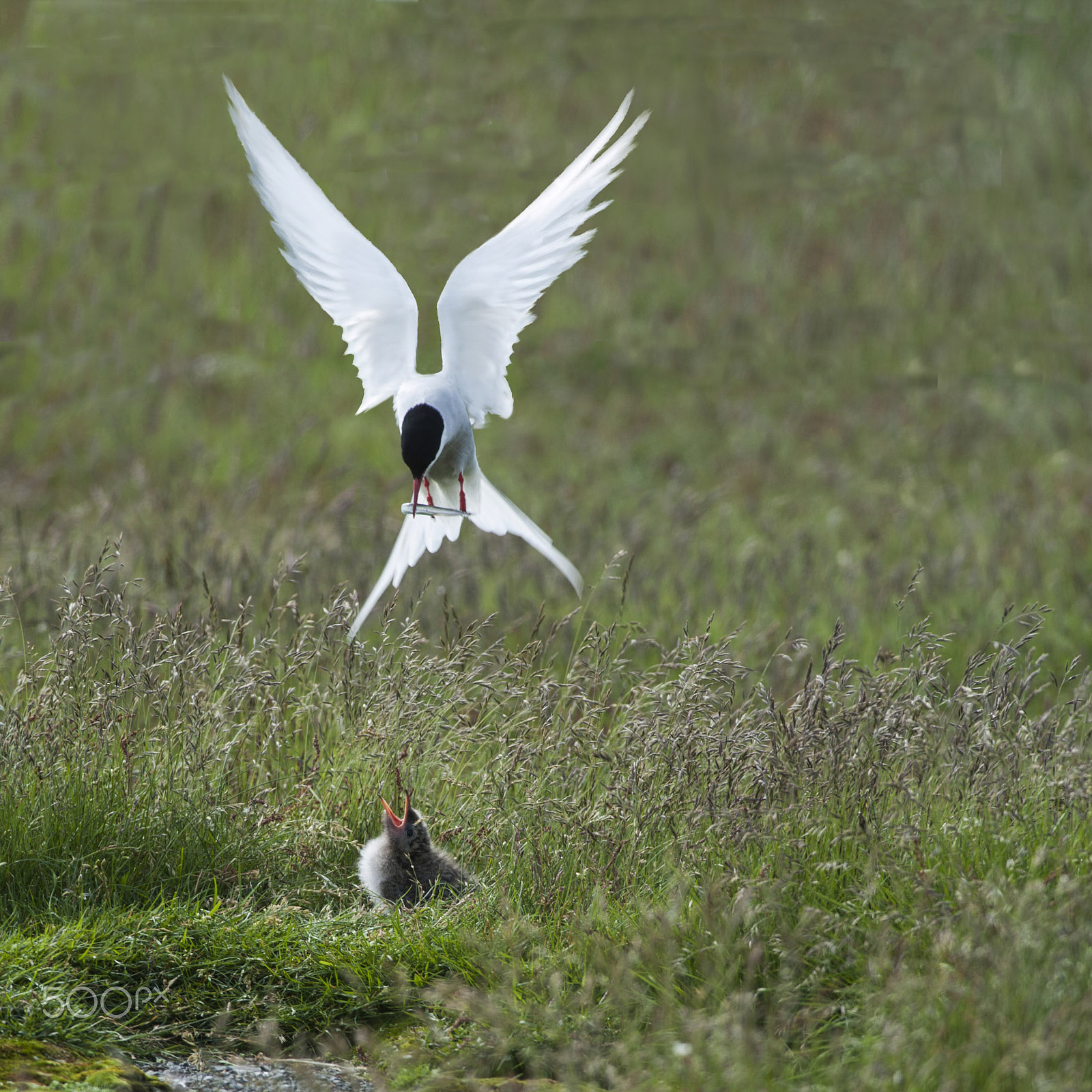 Nikon D700 sample photo. Sterne arctique  et son poussin photography