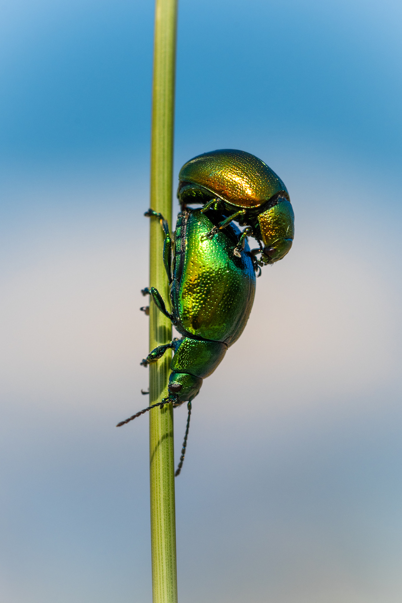 Sigma 105mm F2.8 EX DG OS HSM sample photo. Long lasting lovers photography