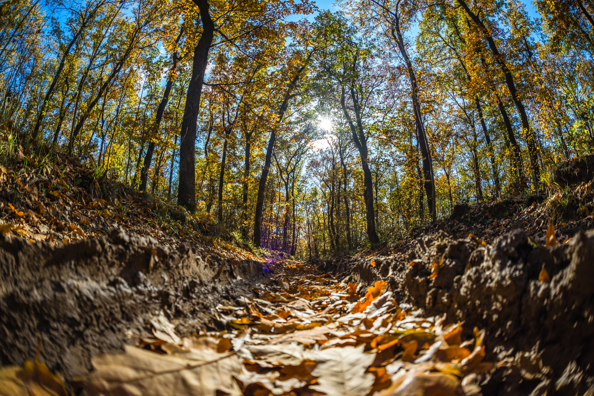 Nikon D600 + Sigma 15mm F2.8 EX DG Diagonal Fisheye sample photo. On the path of wood photography