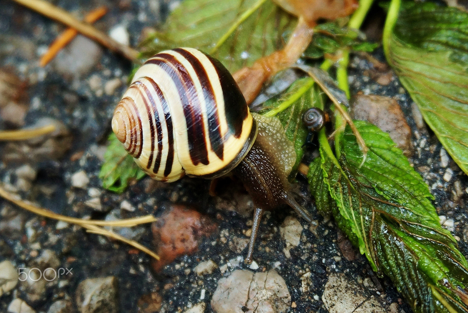 Sony Alpha NEX-F3 sample photo. Snails in spring photography