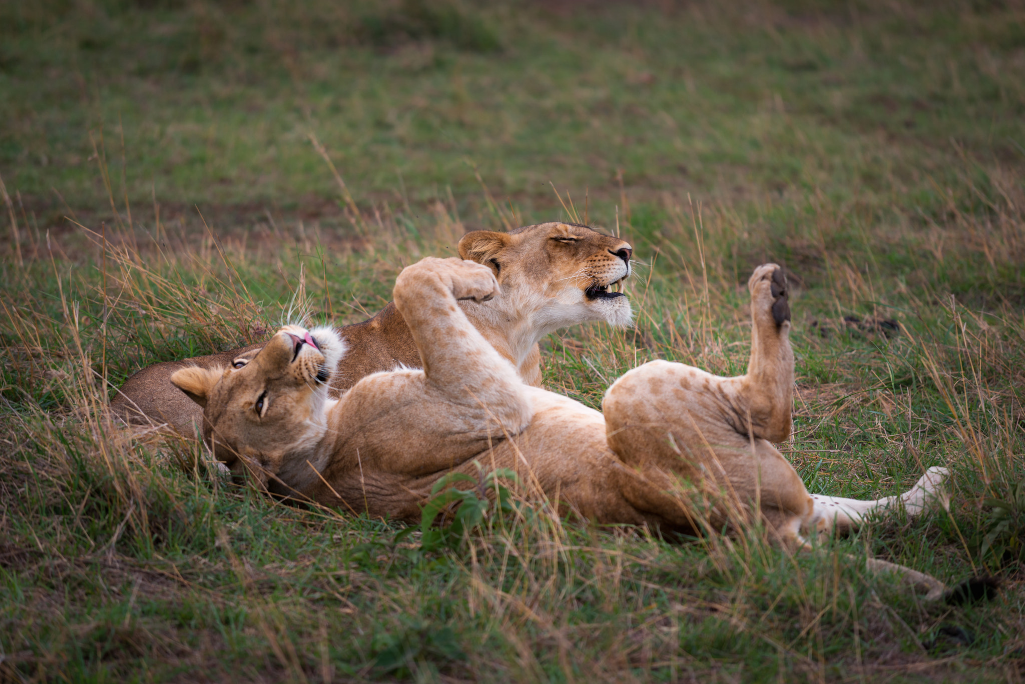 Nikon AF-S Nikkor 70-200mm F4G ED VR sample photo. Lazy lions, masai mara, kenya photography