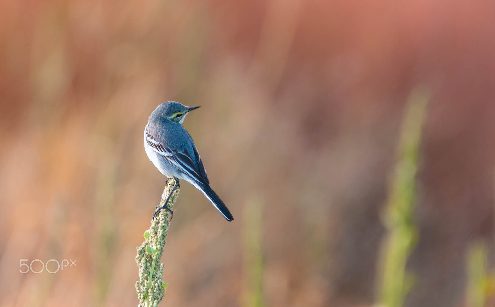Sigma 150-600mm F5-6.3 DG OS HSM | S sample photo. Yellowbrowed warbler photography