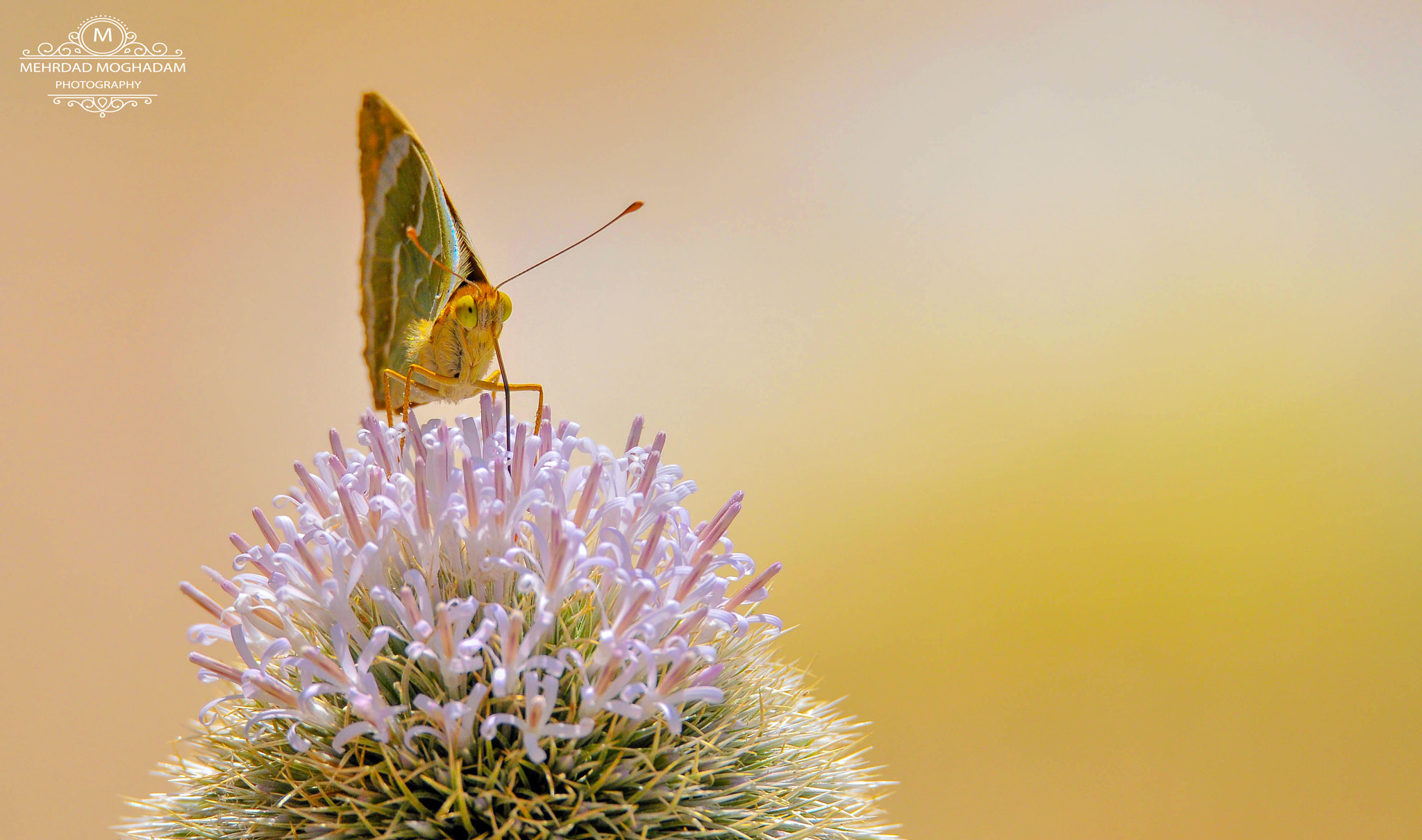 Sigma 150-600mm F5-6.3 DG OS HSM | S sample photo. Butterfly photography