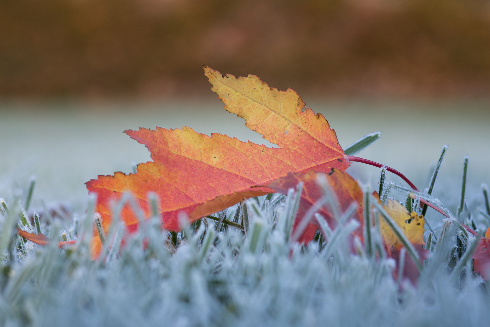 Canon EOS 760D (EOS Rebel T6s / EOS 8000D) sample photo. Frostleaf photography