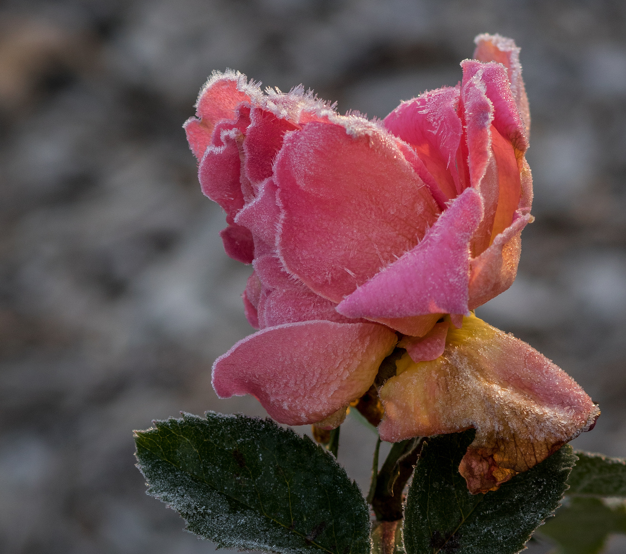 Canon EOS 760D (EOS Rebel T6s / EOS 8000D) sample photo. Frostrose photography