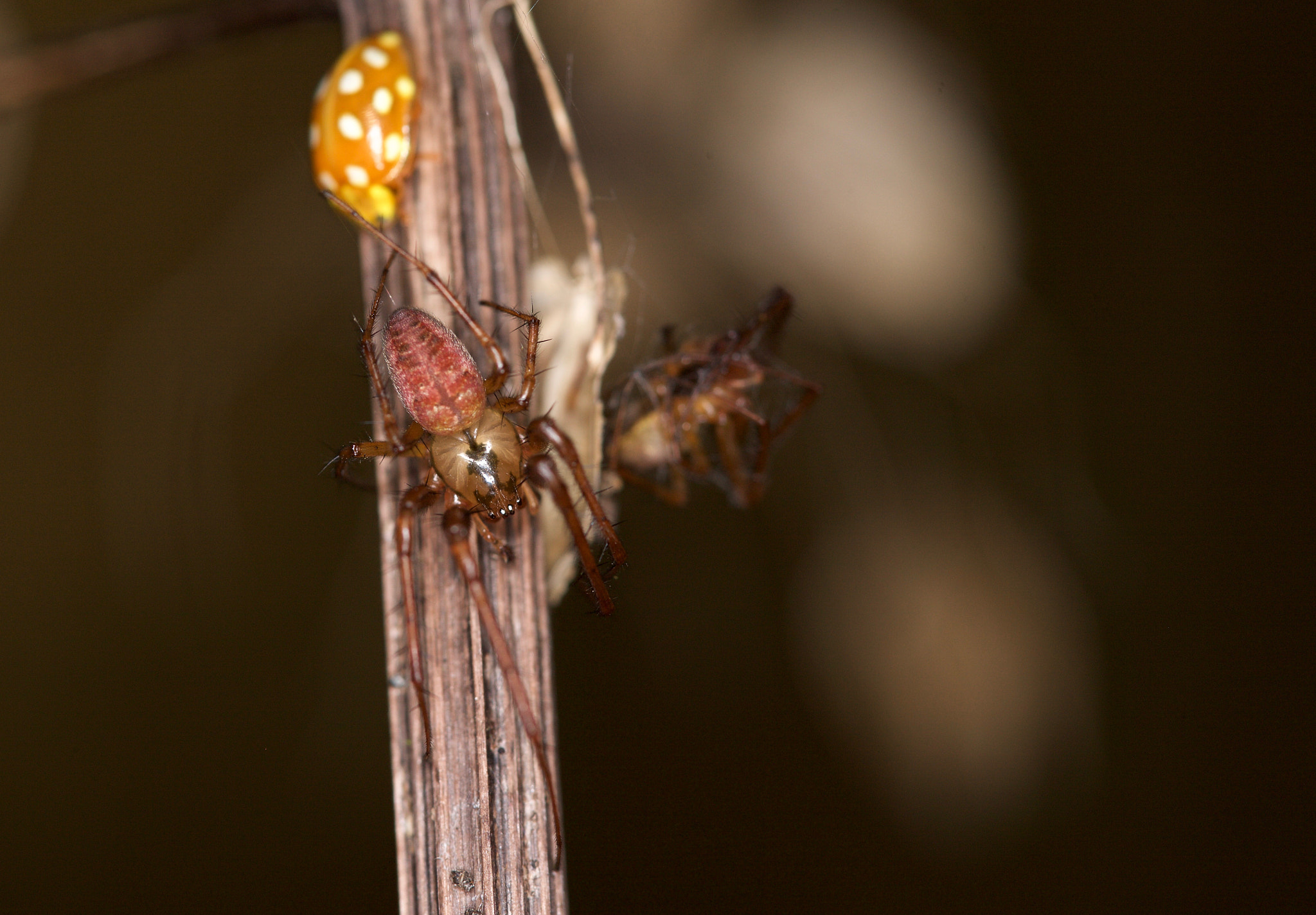 Canon EOS-1Ds Mark III sample photo. Macro stuff photography