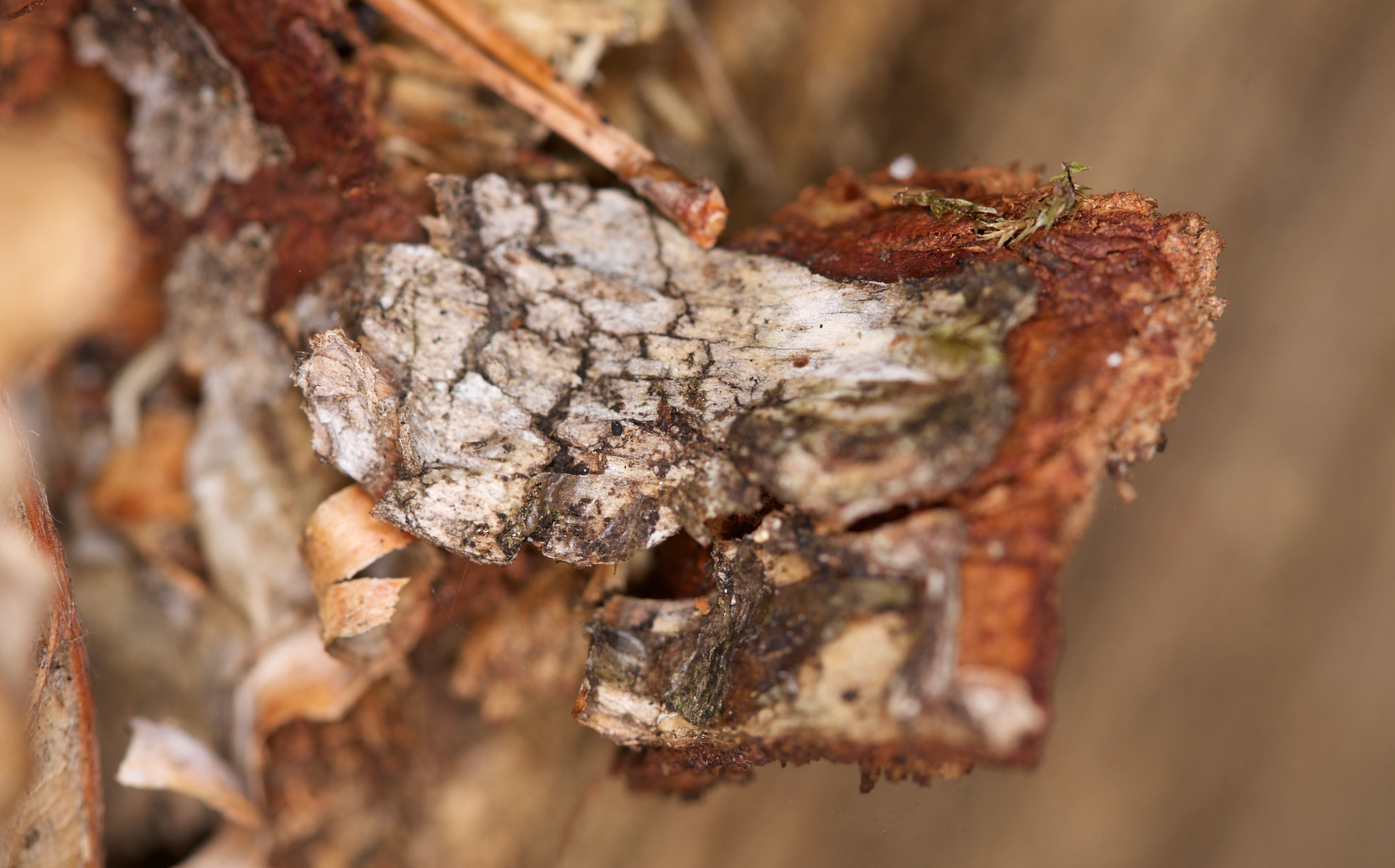 Canon EOS-1Ds Mark III sample photo. Macro stuff photography