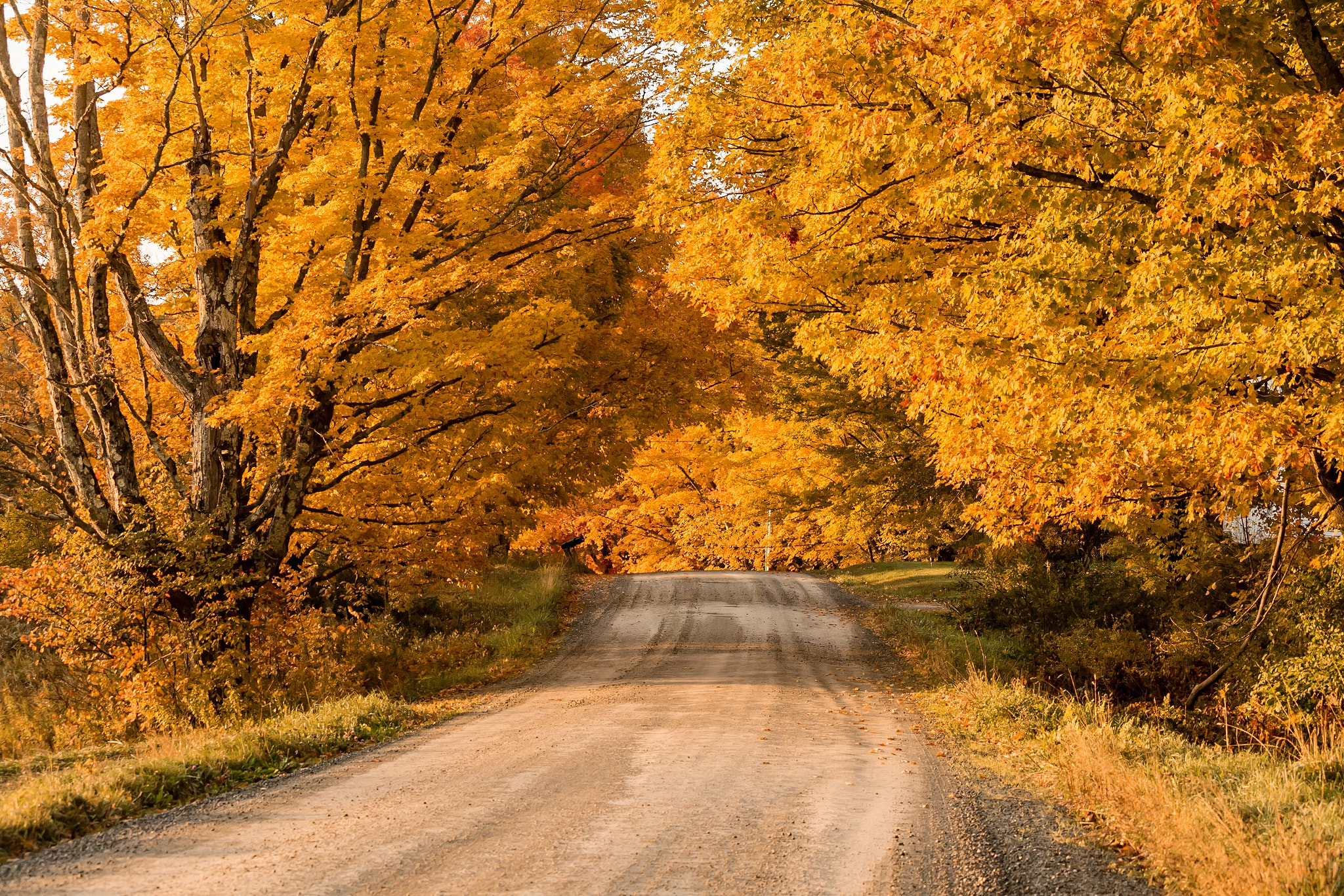 Canon EF-S 55-250mm F4-5.6 IS STM sample photo. Beautiful golden foliage in the morning hours. photography