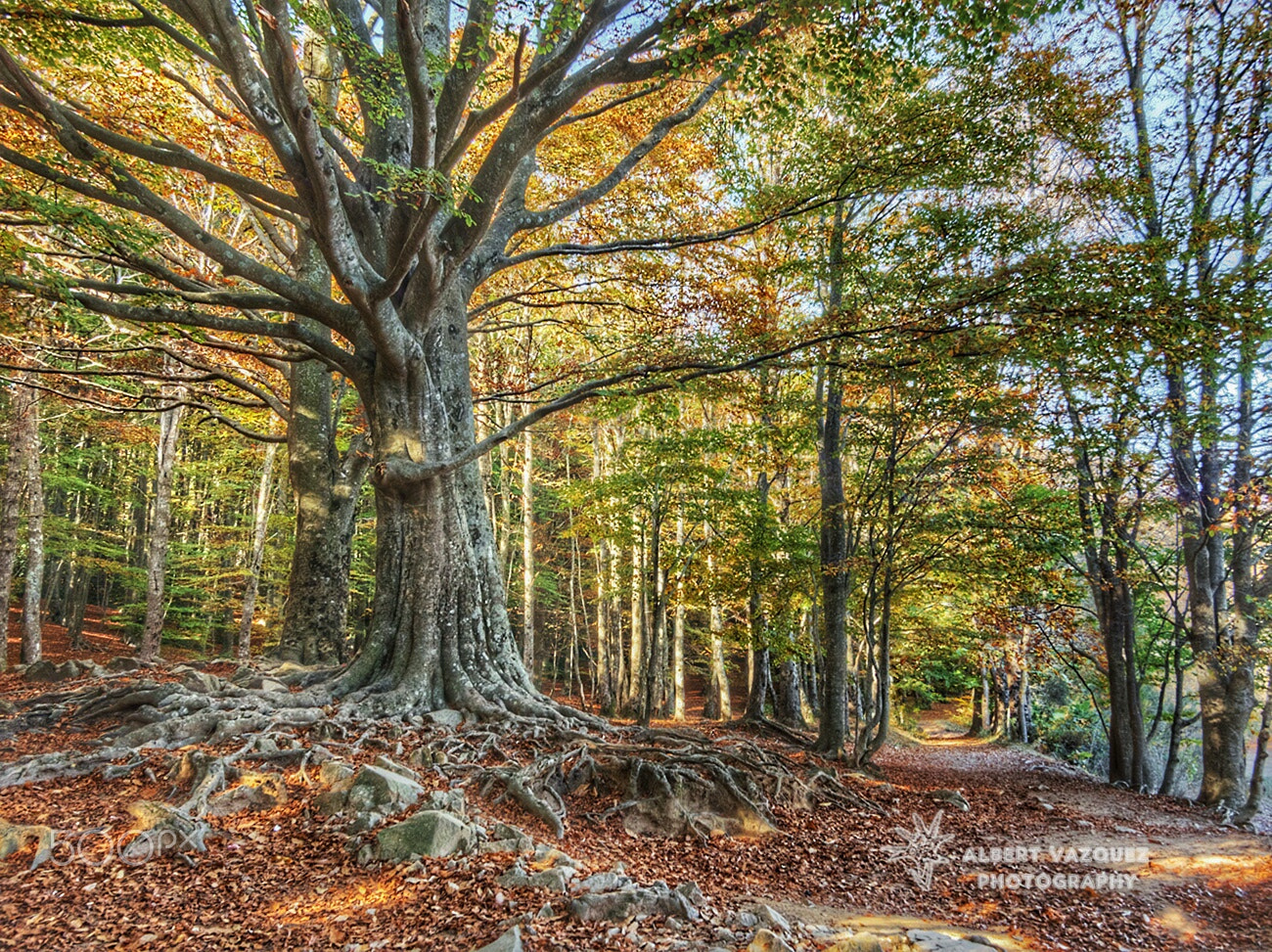 Olympus OM-D E-M1 + Panasonic Lumix G Vario 7-14mm F4 ASPH sample photo. Just one beautiful tree photography