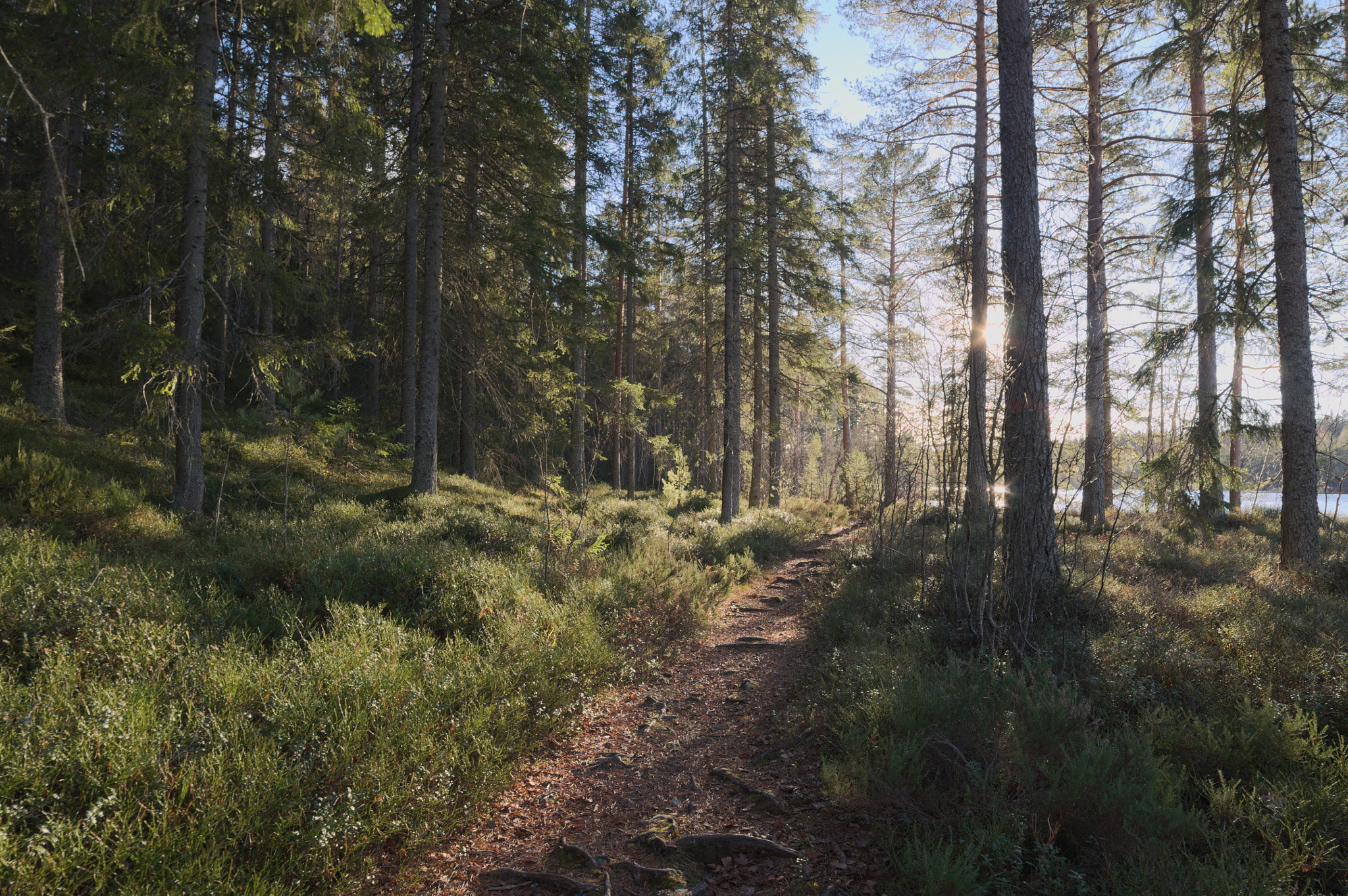 Samyang 14mm F2.8 ED AS IF UMC sample photo. In the forest photography