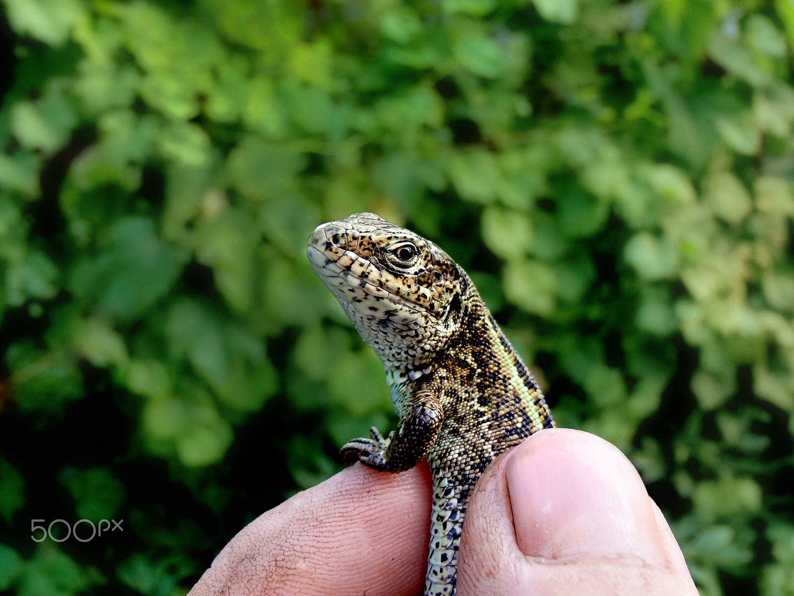 Olympus TG-830 sample photo. Glance of dinosaur's grand-grandson photography