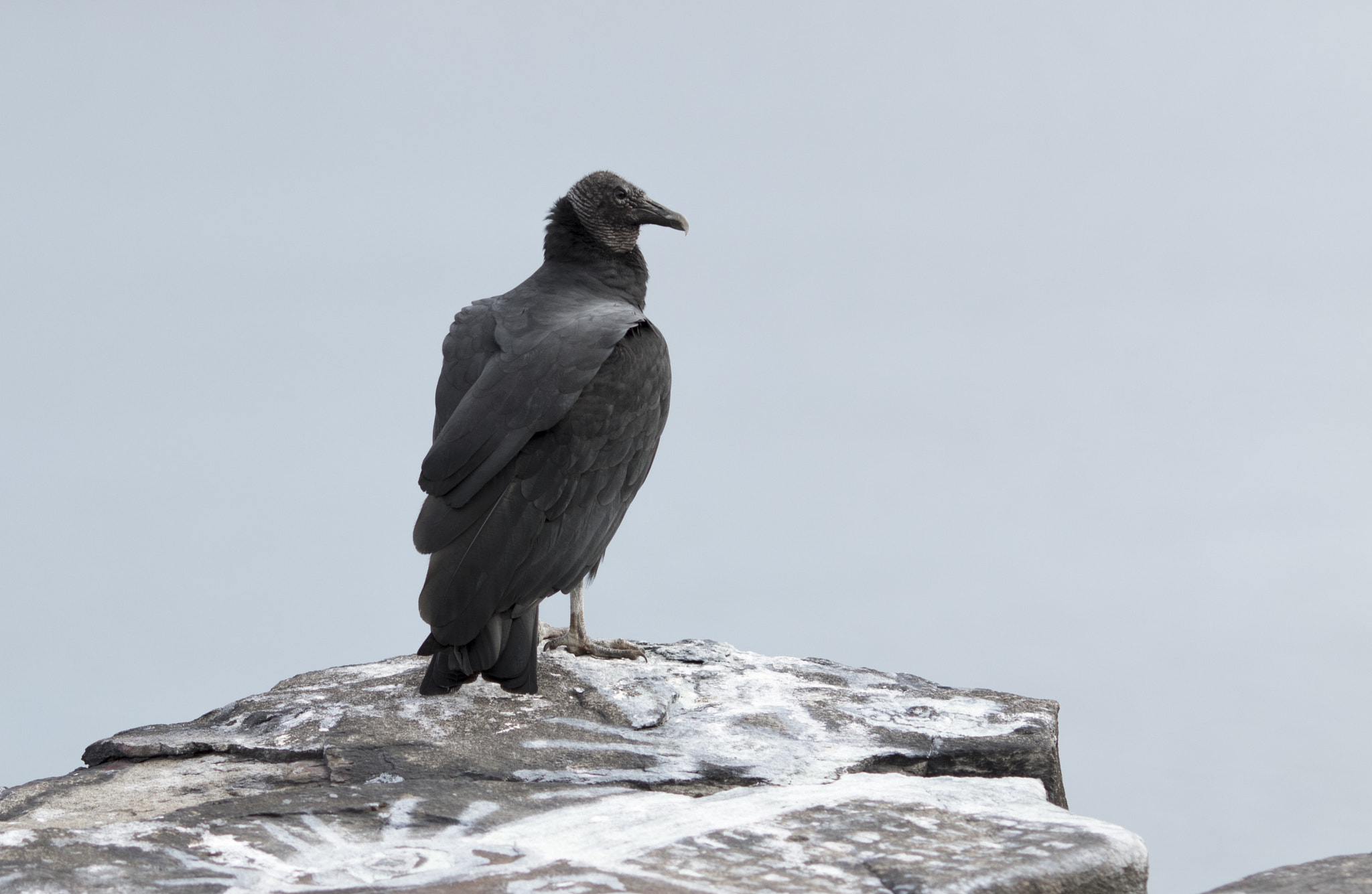 Canon EOS 7D Mark II + Canon EF 135mm F2L USM sample photo. Vulture photography