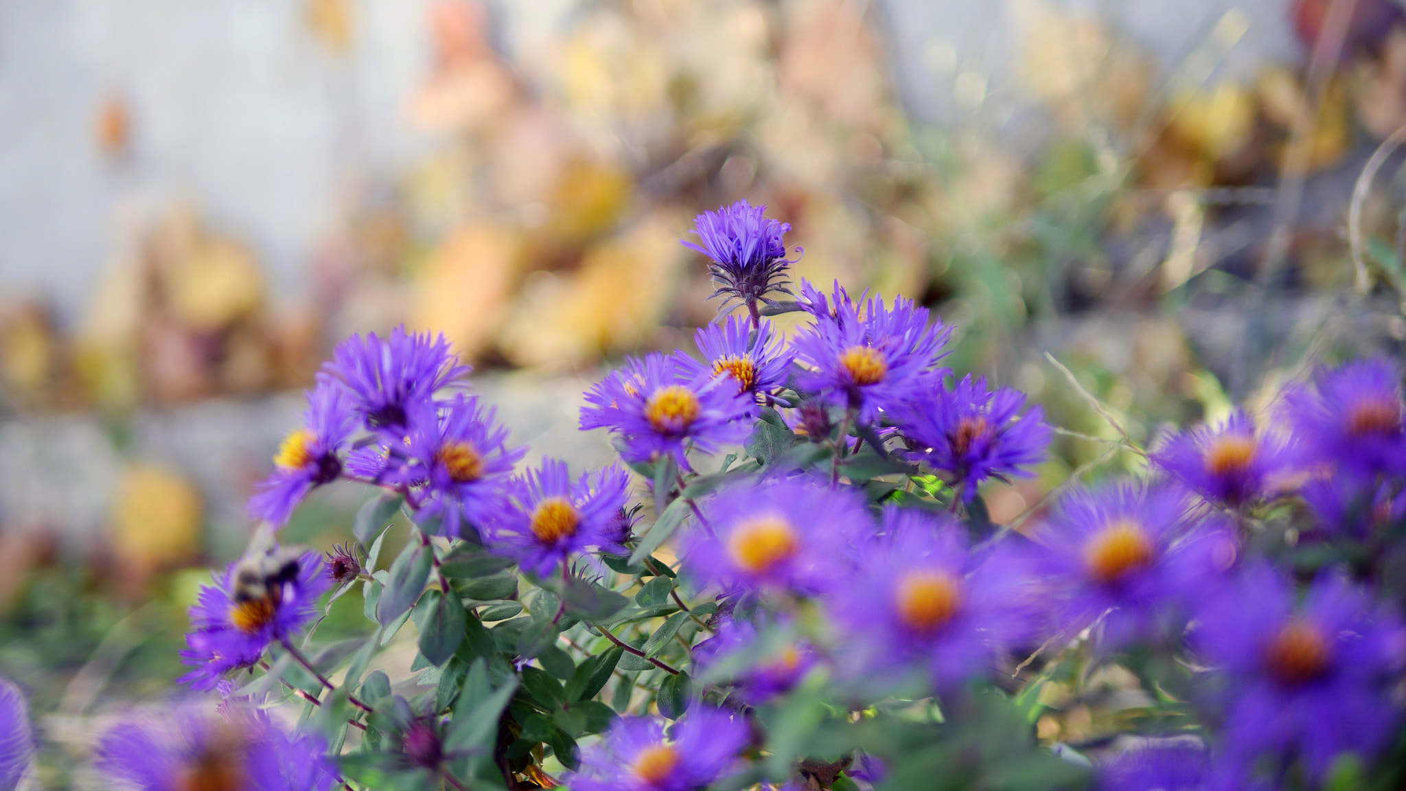 Panasonic Lumix DMC-GH3 sample photo. Purple flowers fall photography