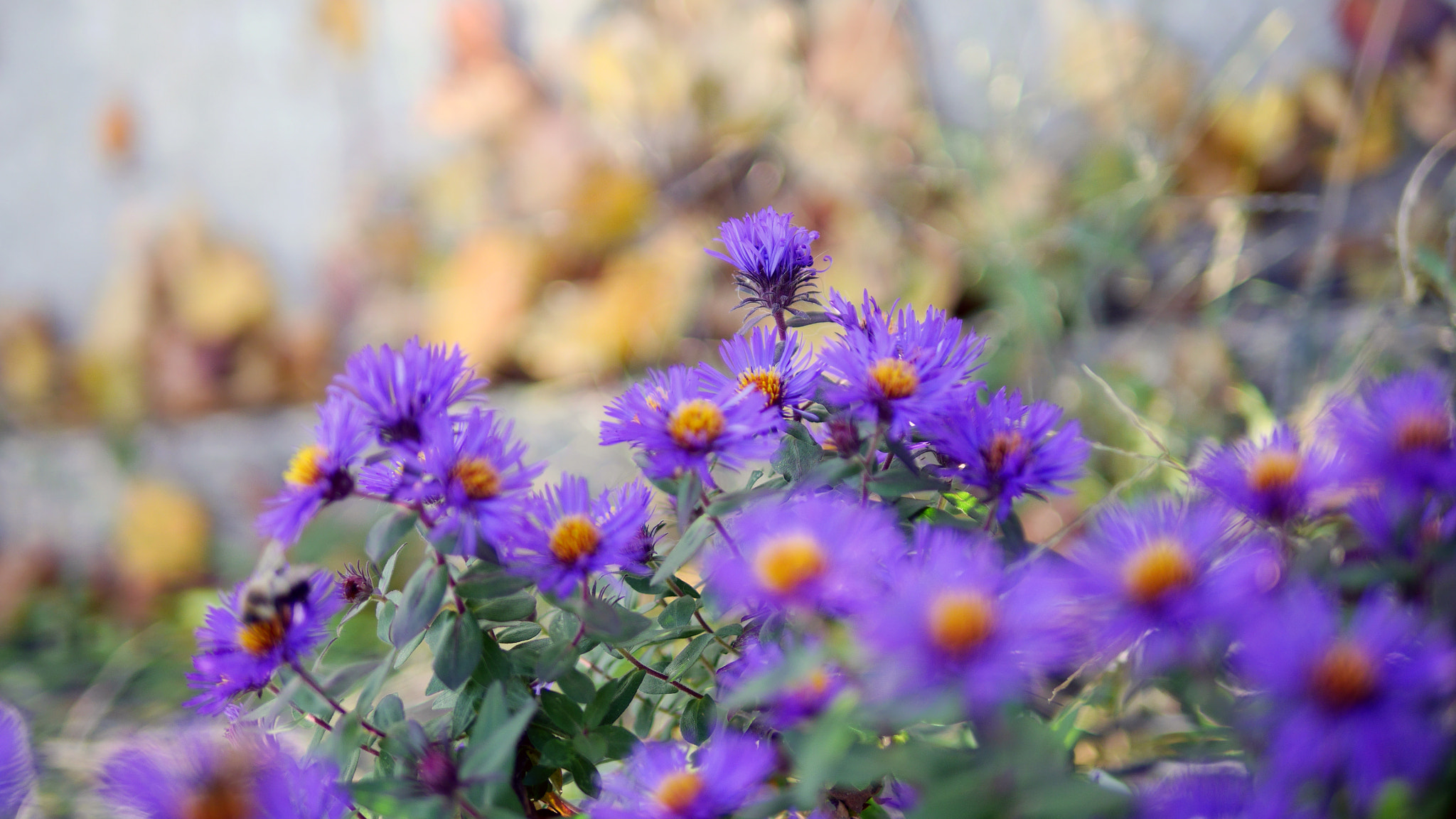 Panasonic Lumix DMC-GH3 + Panasonic Leica DG Summilux 25mm F1.4 II ASPH sample photo. Purple flowers fall photography