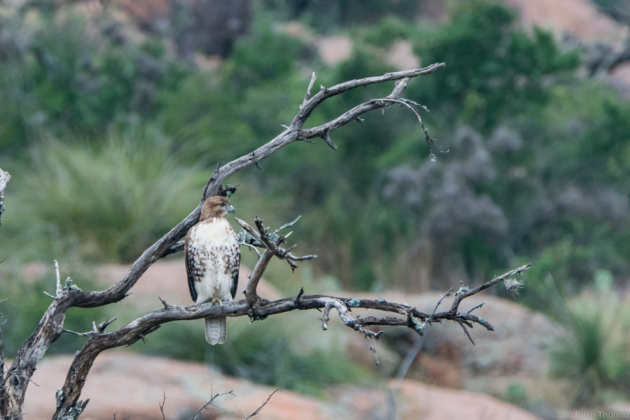 Nikon D5300 sample photo. Young red tailed hawk photography