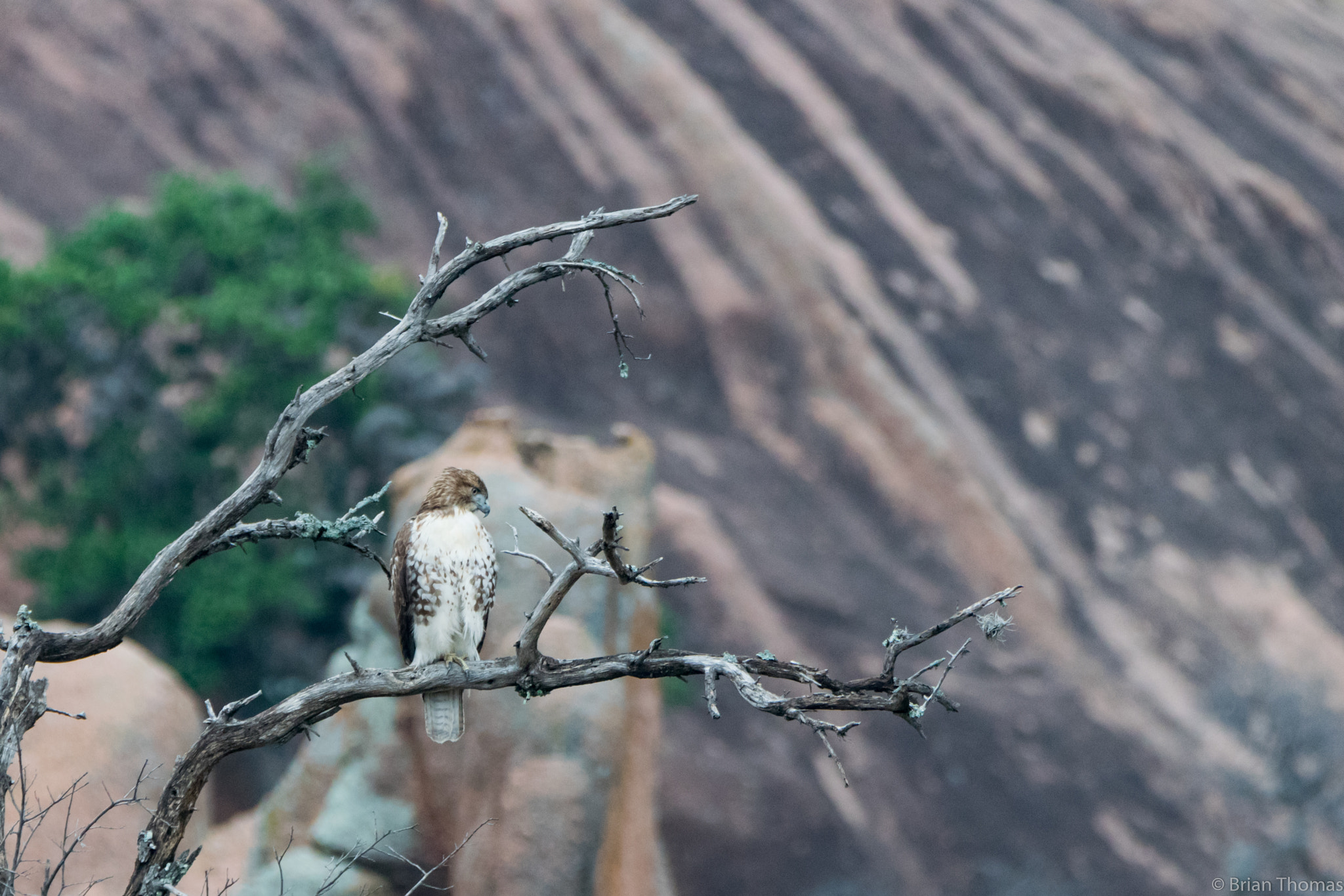 Nikon D5300 sample photo. Juvenile red-tailed hawk photography