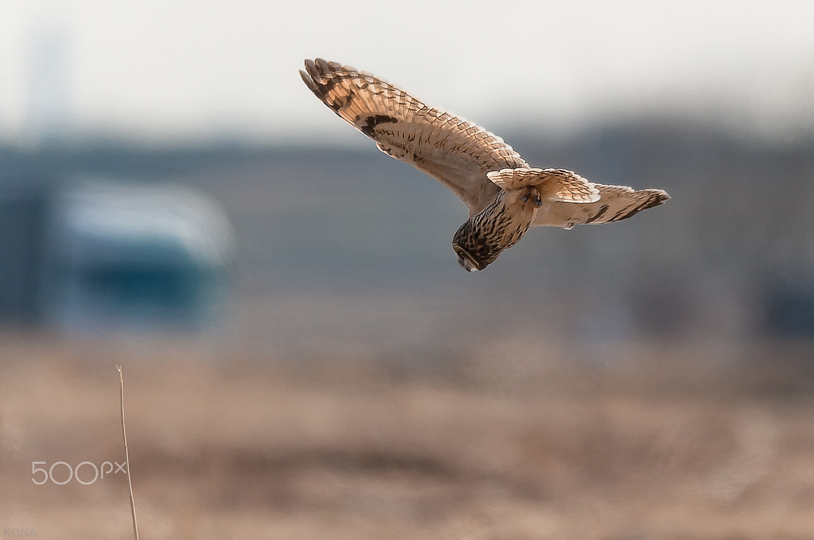 Nikon D3 + Nikon AF-S Nikkor 400mm F2.8G ED VR II sample photo. Komimi       30712776911. photography