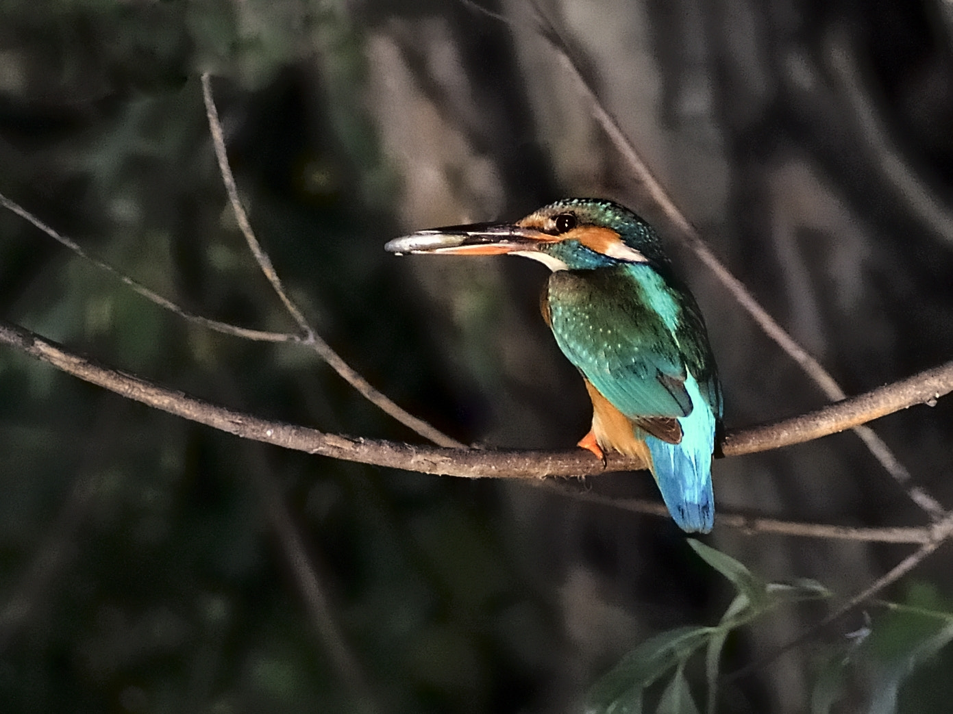 Nikon D5000 sample photo. Kingfisher at my lake photography
