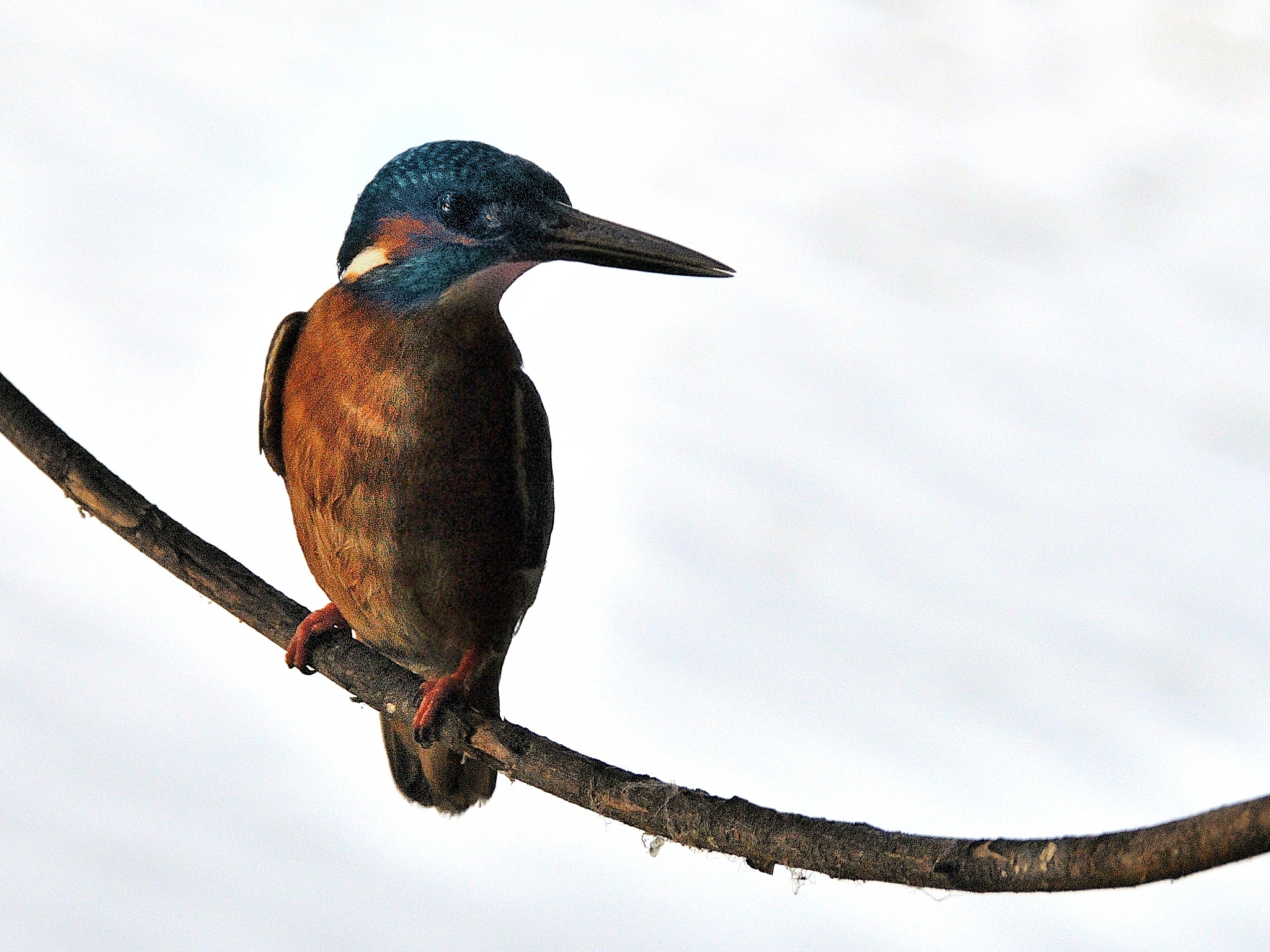 Nikon D5000 sample photo. Kingfisher at my lake photography
