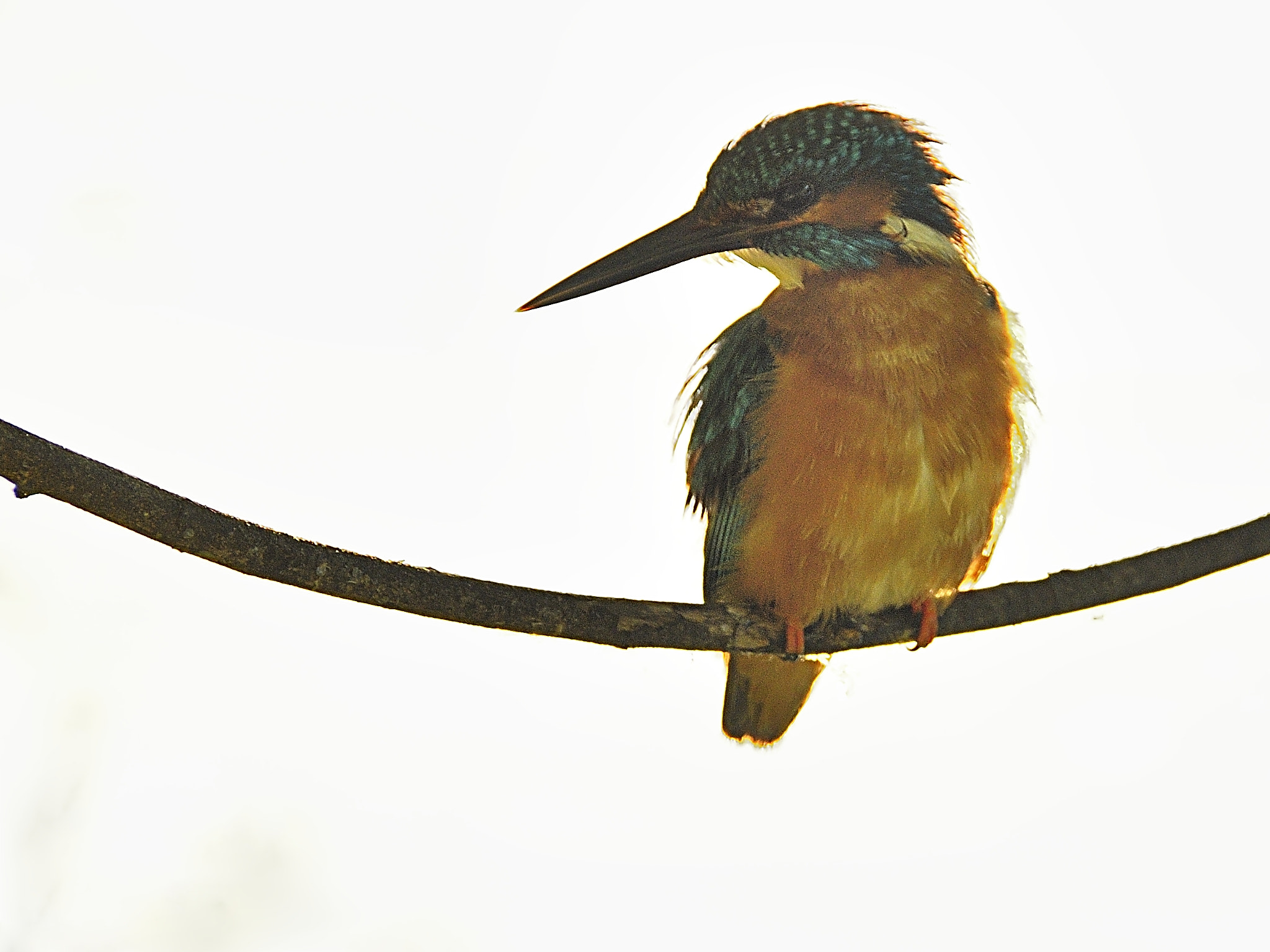 Nikon D5000 sample photo. Kingfisher at my lake photography