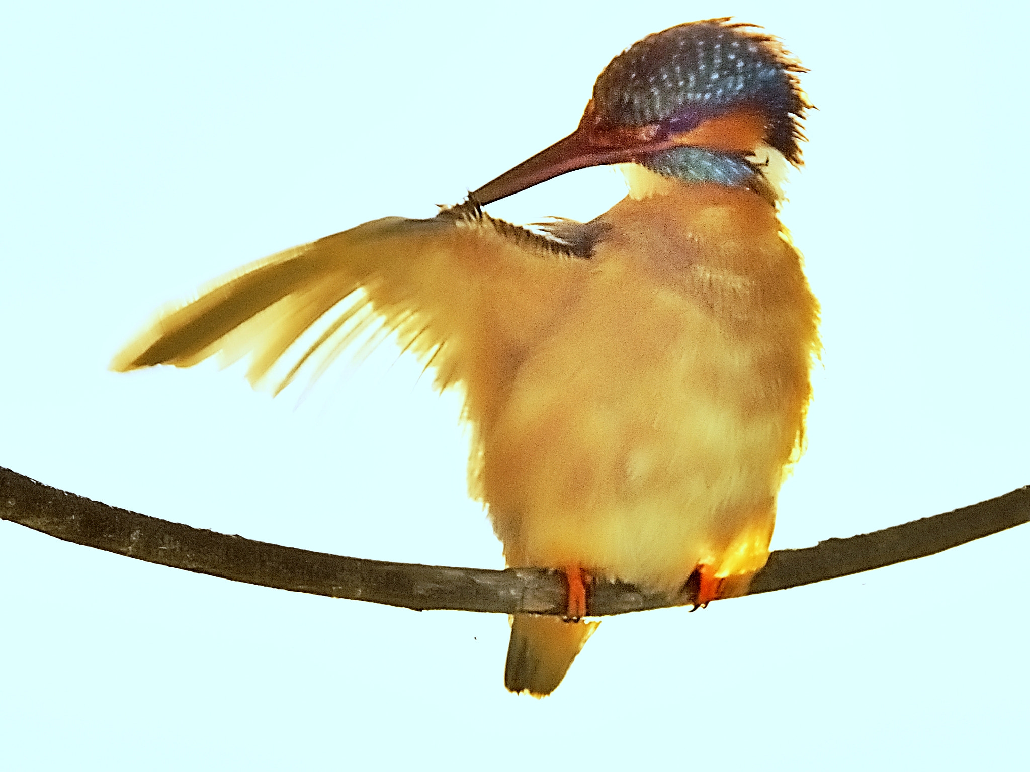 Nikon D5000 sample photo. Kingfisher at my lake photography