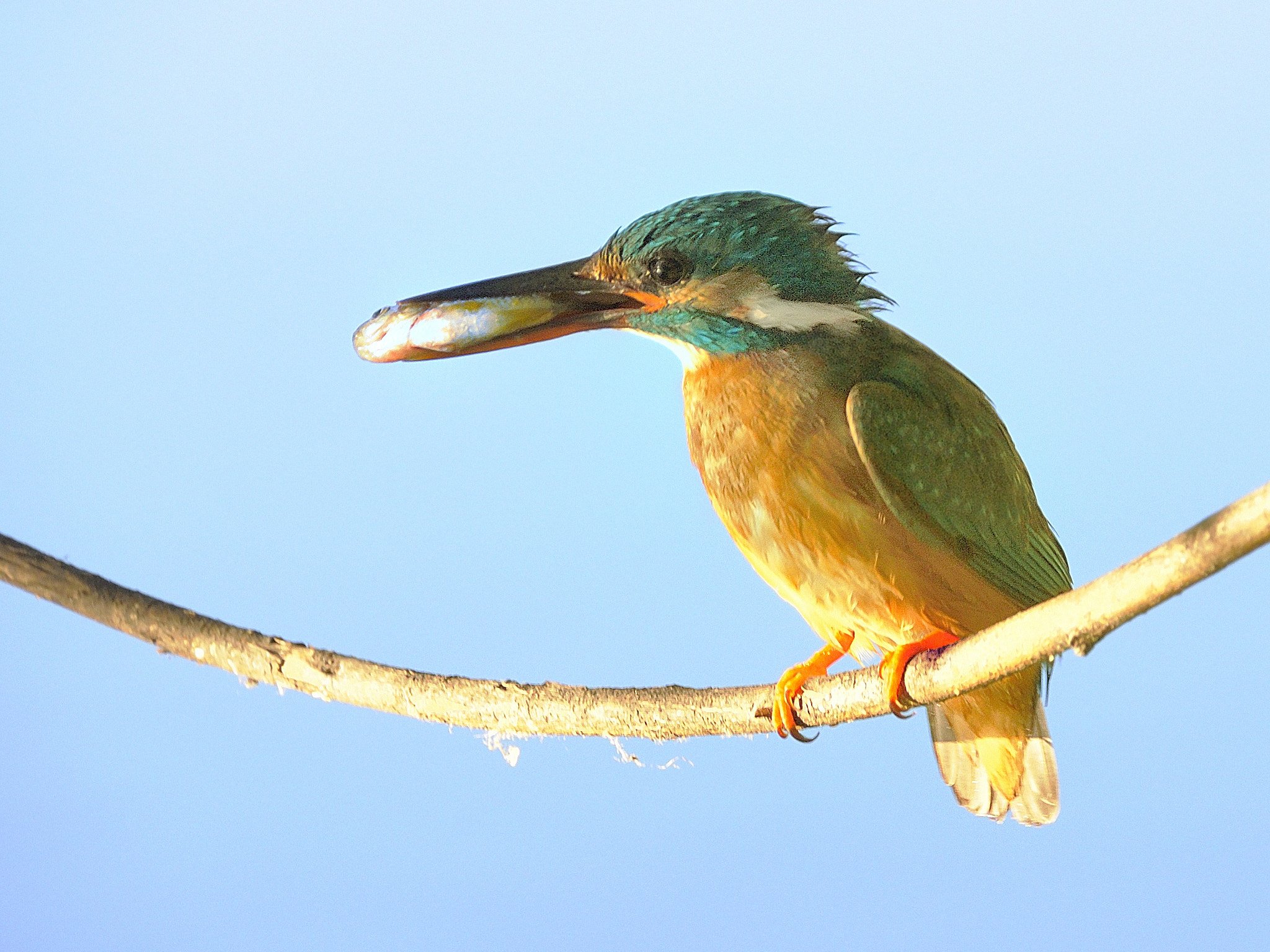 Nikon D5000 sample photo. Kingfisher at my lake photography