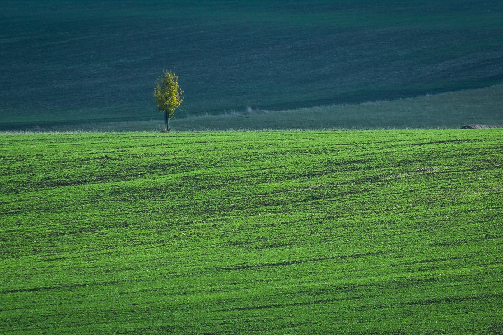Canon EF 70-200mm F2.8L USM sample photo. Alone photography