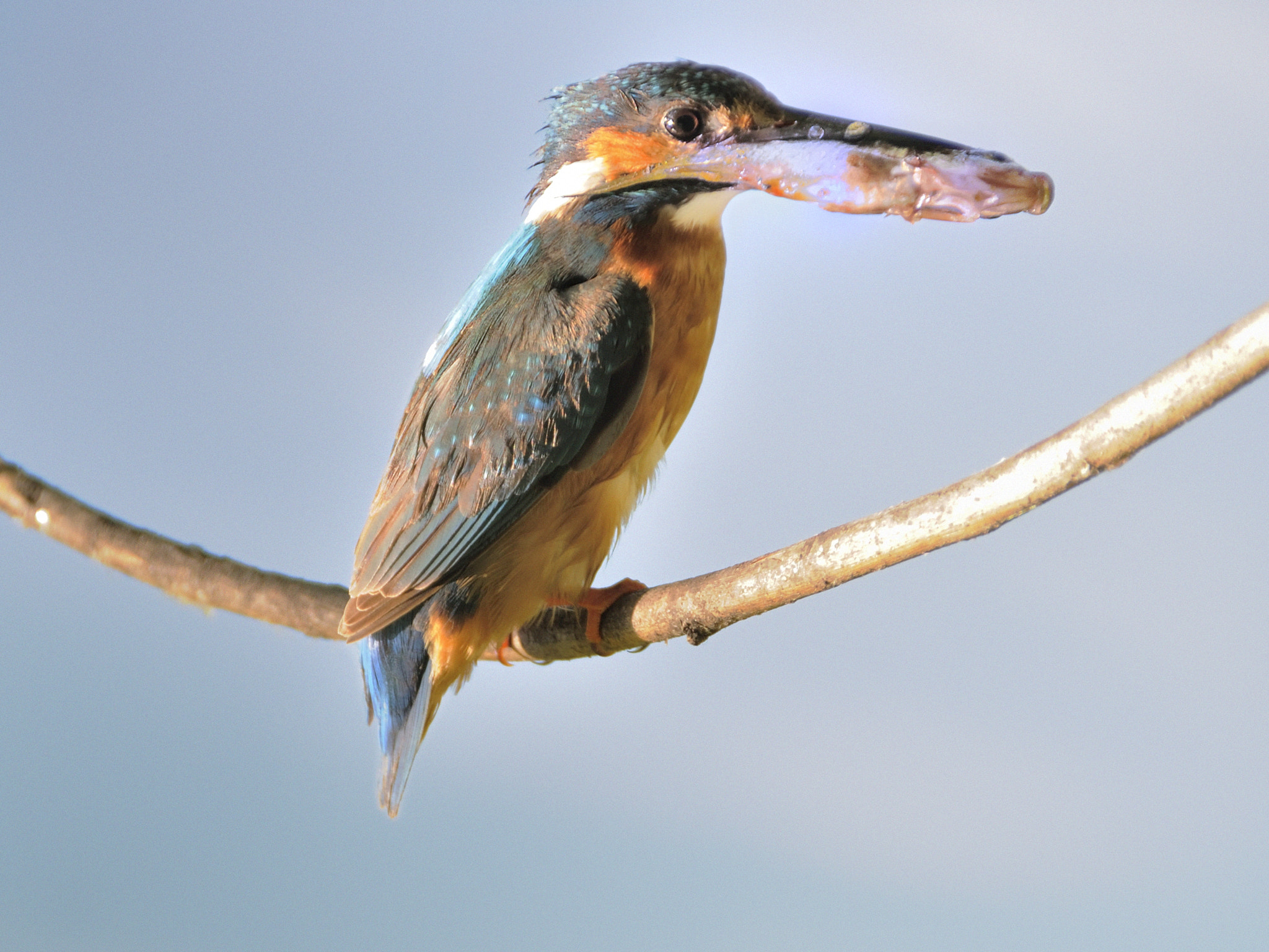 Nikon D5000 sample photo. Kingfisher at my lake photography