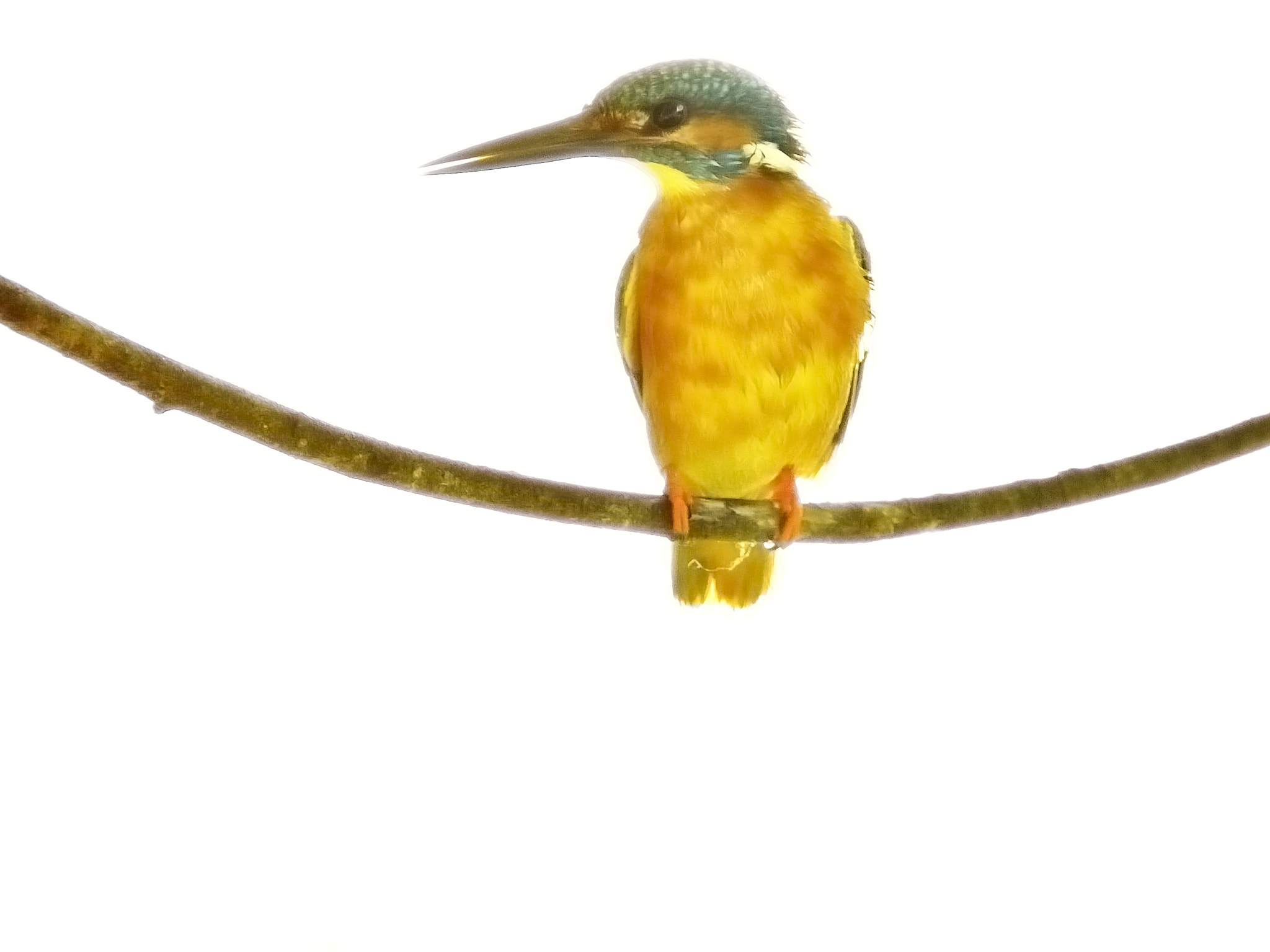 Nikon D5000 sample photo. Kingfisher at my lake photography
