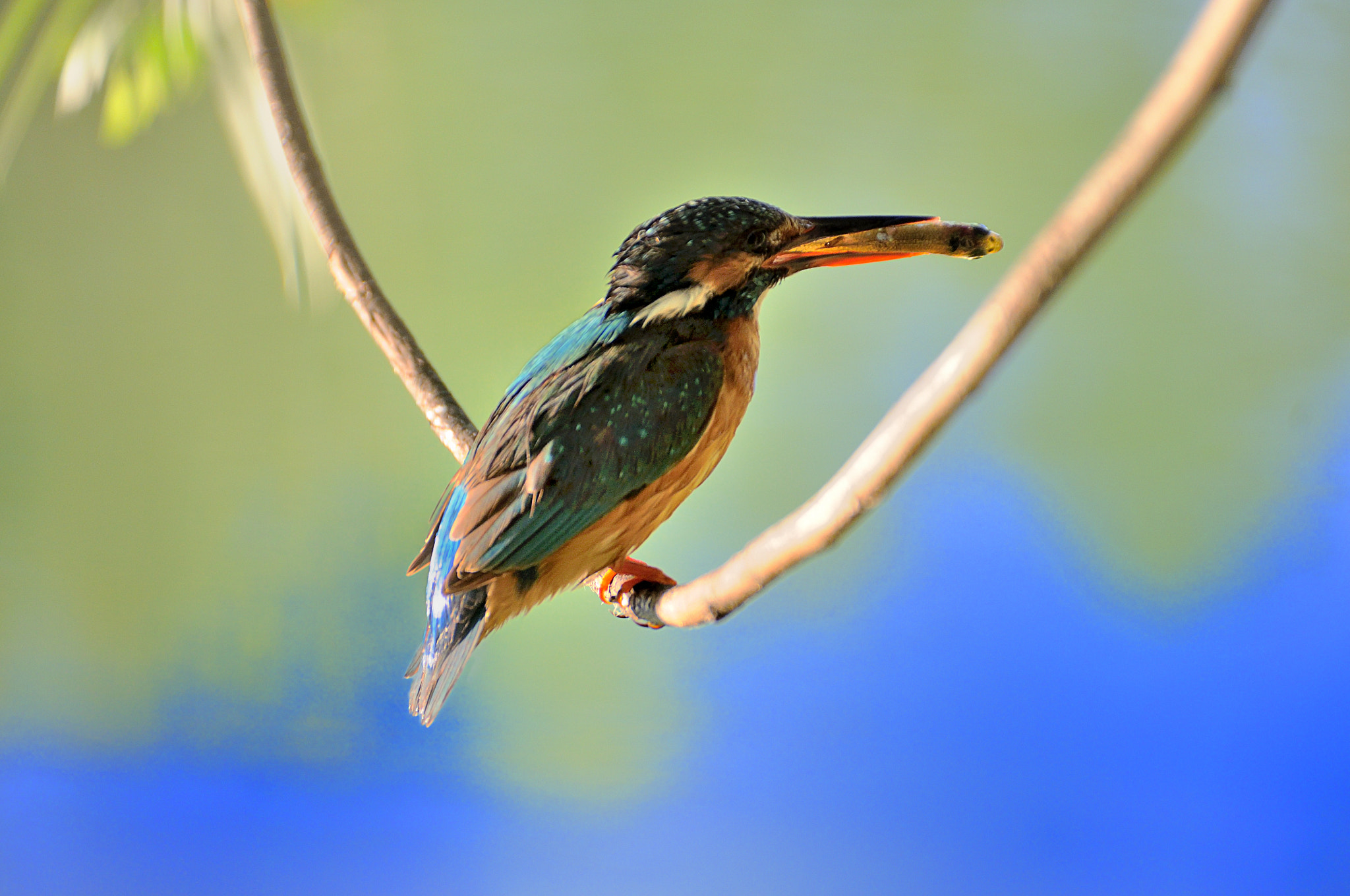 Nikon D5000 sample photo. Kingfisher at my lake photography
