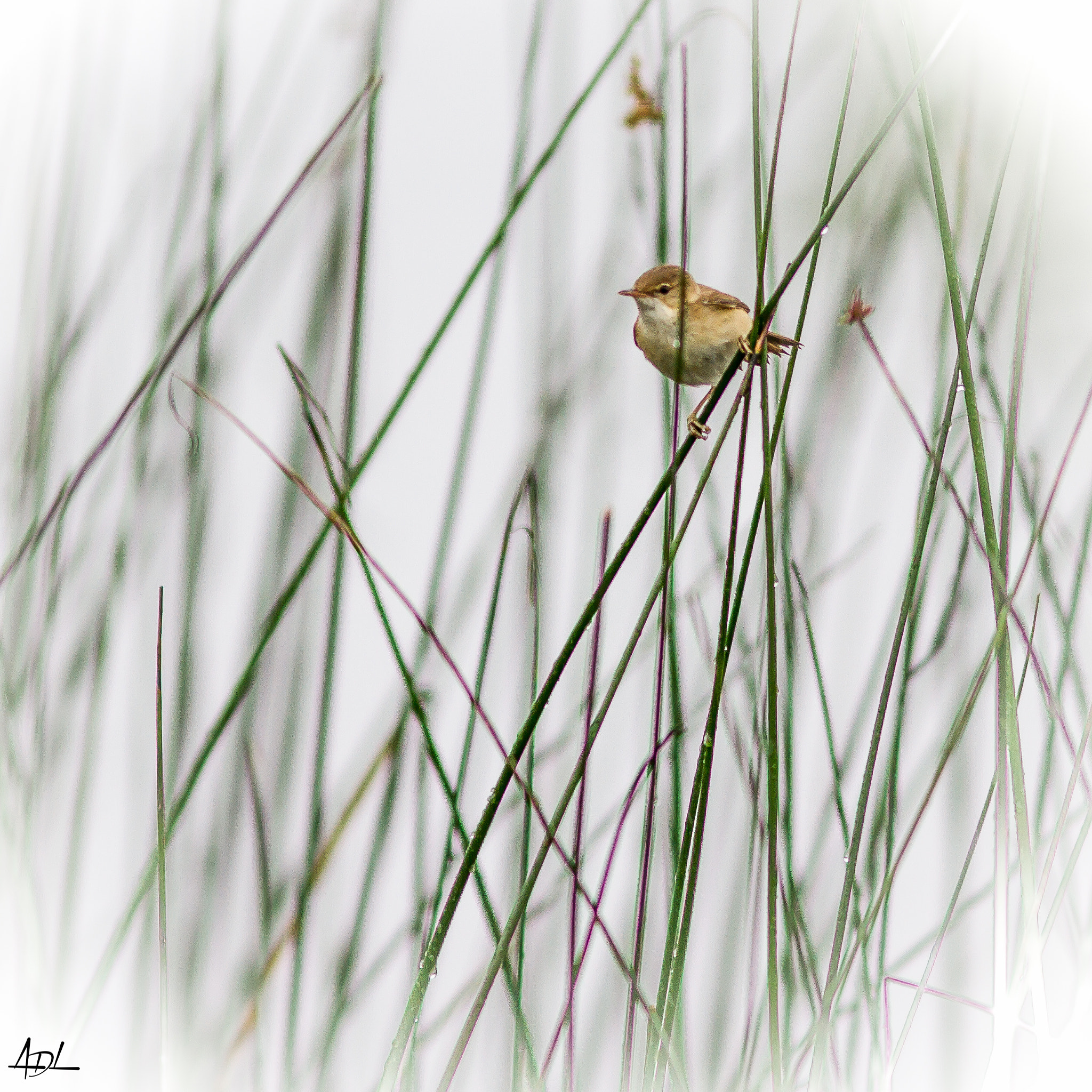 Canon EOS 7D + Canon EF 300mm F4L IS USM sample photo. Rousserole photography