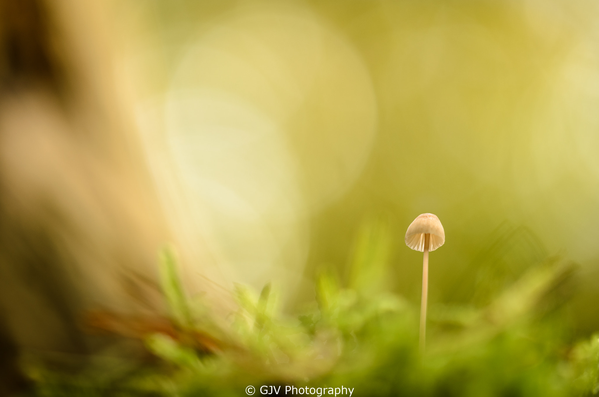 Sigma 105mm F2.8 EX DG OS HSM sample photo. Forest ranger photography