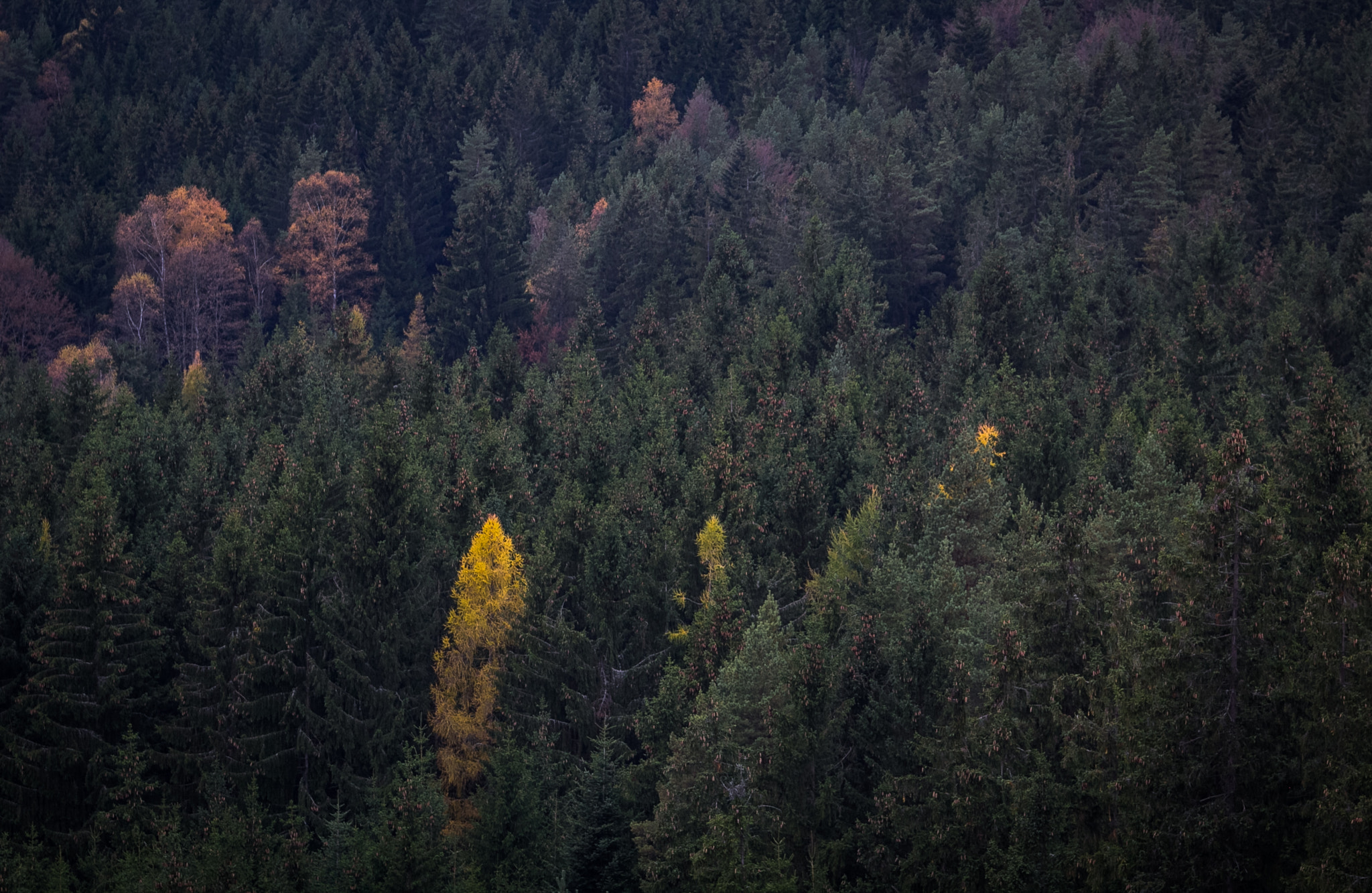 Canon EF 70-200mm F2.8L USM sample photo. Yellow photography