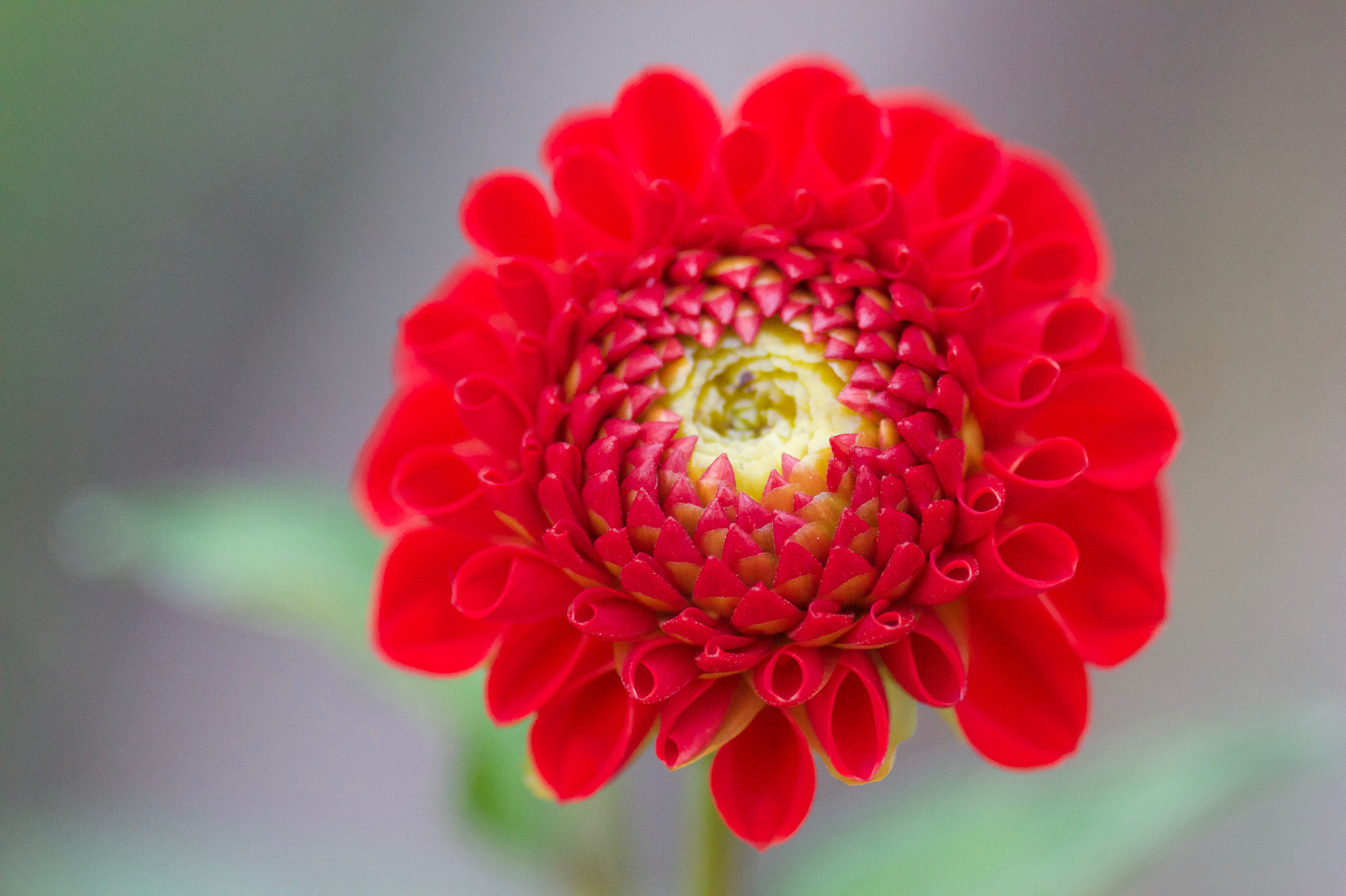 Canon EOS 550D (EOS Rebel T2i / EOS Kiss X4) + Sigma 105mm F2.8 EX DG Macro sample photo. Dahlia flowering photography