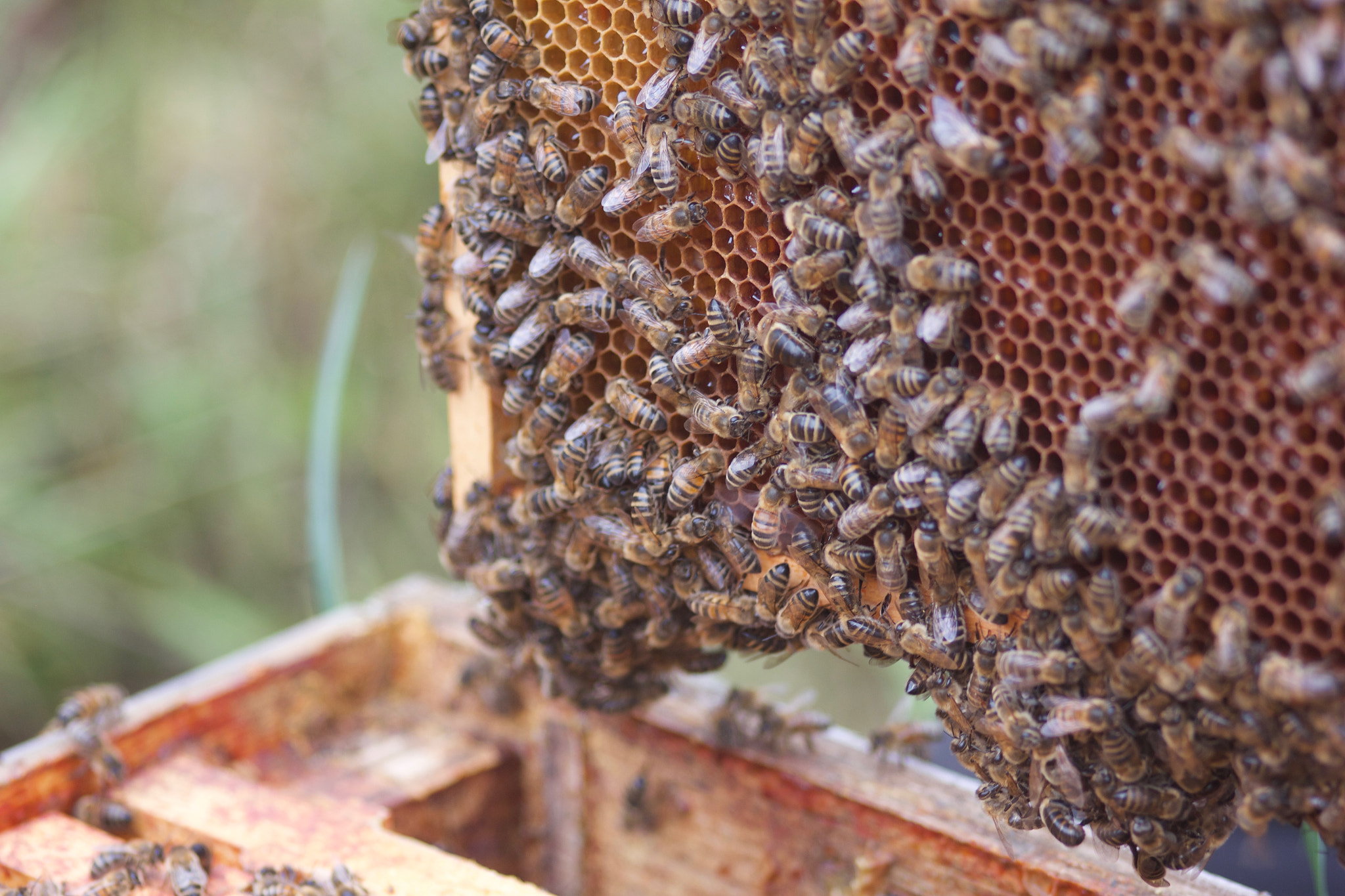 Canon EOS 550D (EOS Rebel T2i / EOS Kiss X4) + Sigma 105mm F2.8 EX DG Macro sample photo. Frame full of honey photography