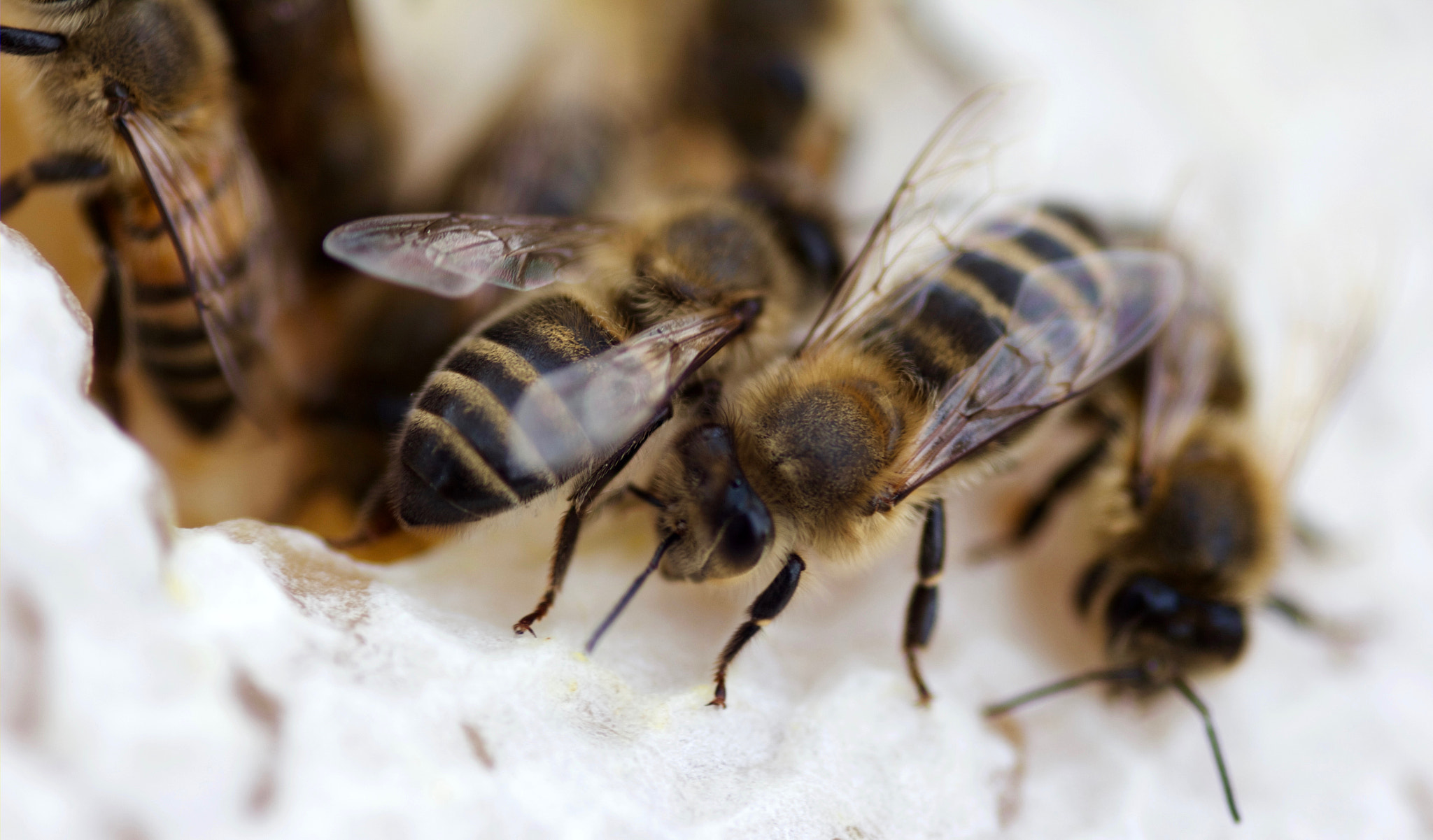 Canon EOS 550D (EOS Rebel T2i / EOS Kiss X4) + Sigma 105mm F2.8 EX DG Macro sample photo. Handful of bee's in their hive photography