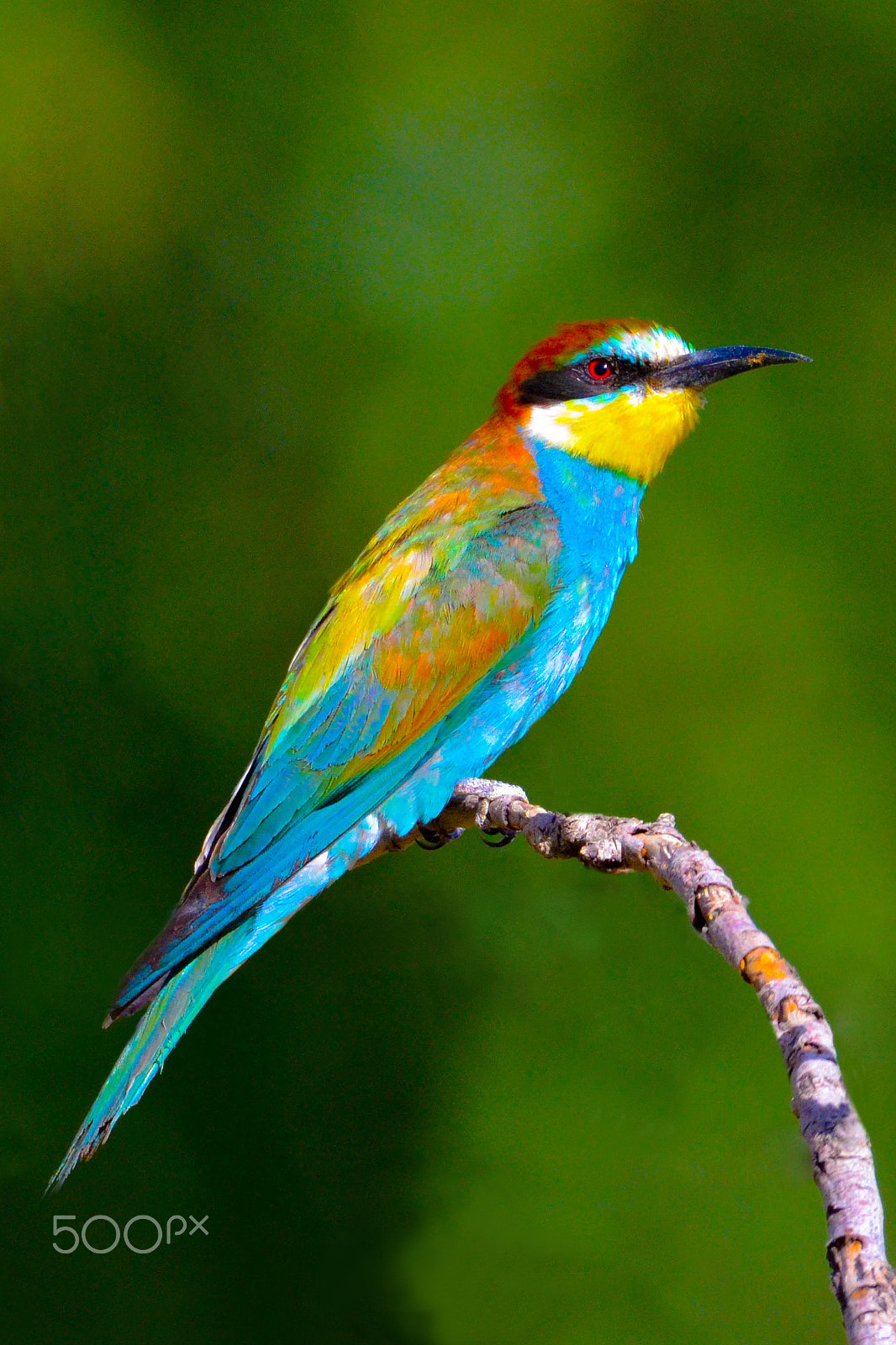 Sigma 150-600mm F5-6.3 DG OS HSM | S sample photo. Bee eater photography