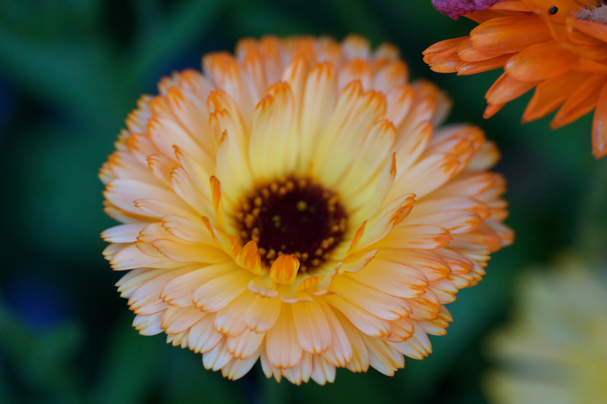 Canon EOS 550D (EOS Rebel T2i / EOS Kiss X4) + Sigma 105mm F2.8 EX DG Macro sample photo. Marigold in full flower photography