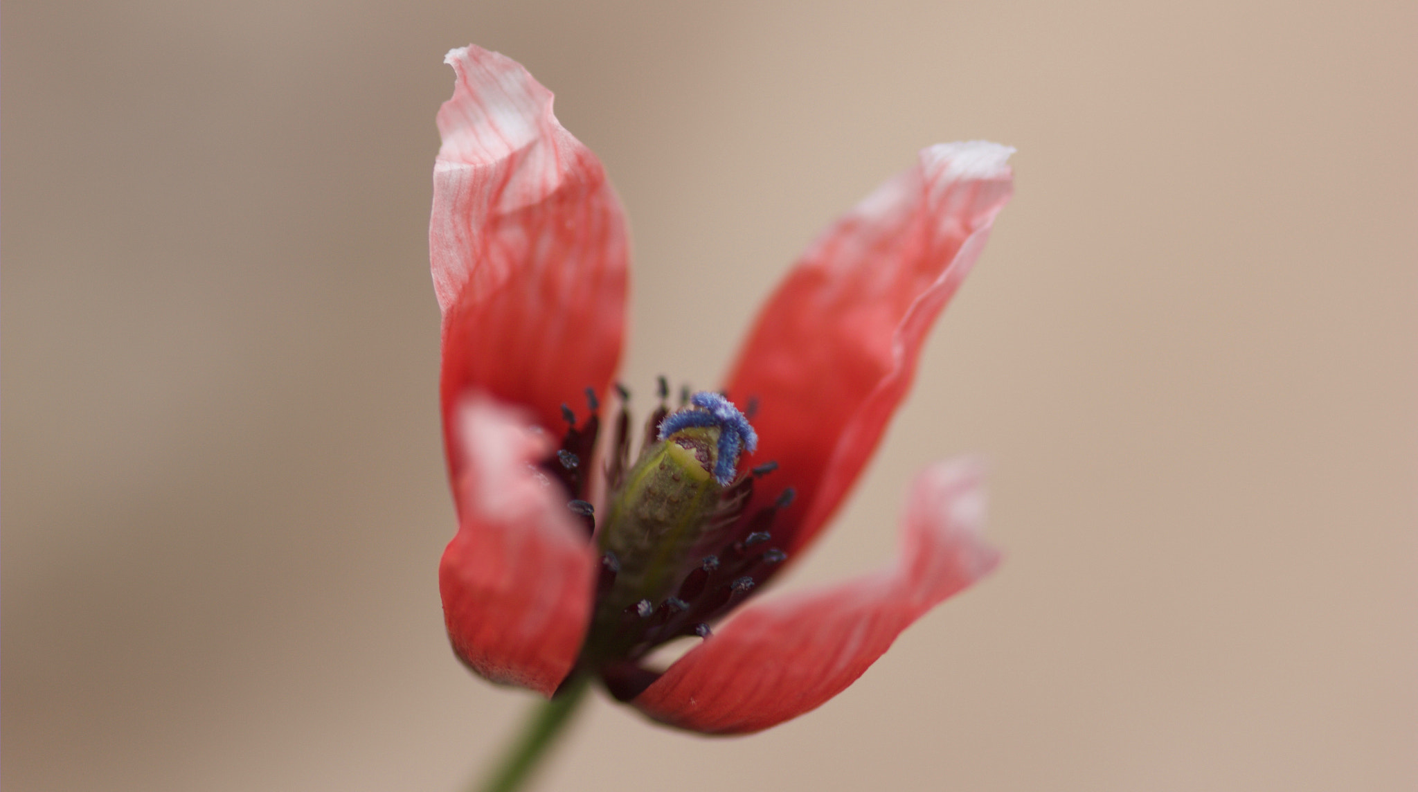 Canon EOS 550D (EOS Rebel T2i / EOS Kiss X4) sample photo. Red poppy photography