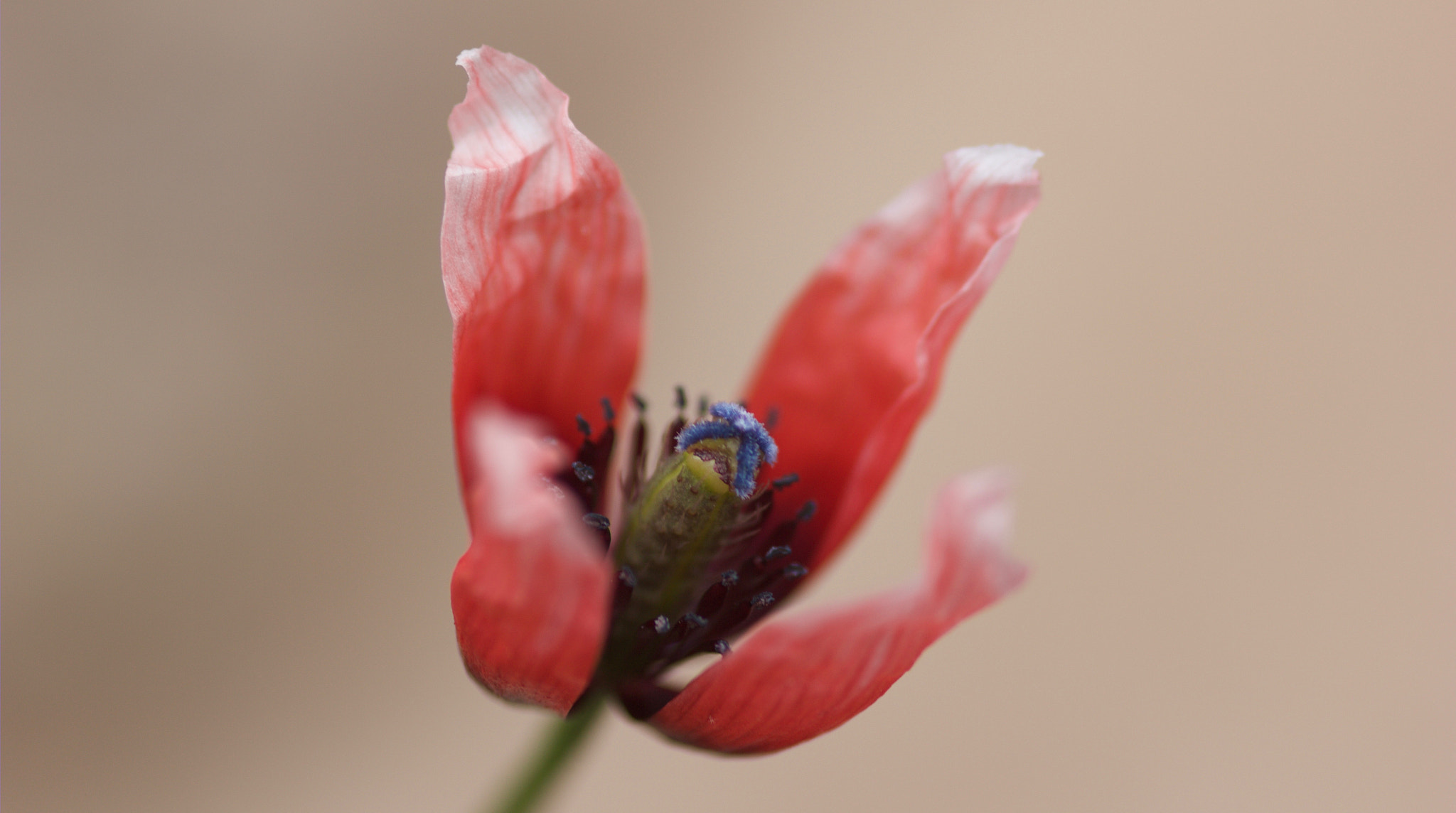 Canon EOS 550D (EOS Rebel T2i / EOS Kiss X4) + Sigma 105mm F2.8 EX DG Macro sample photo. Red poppy photography