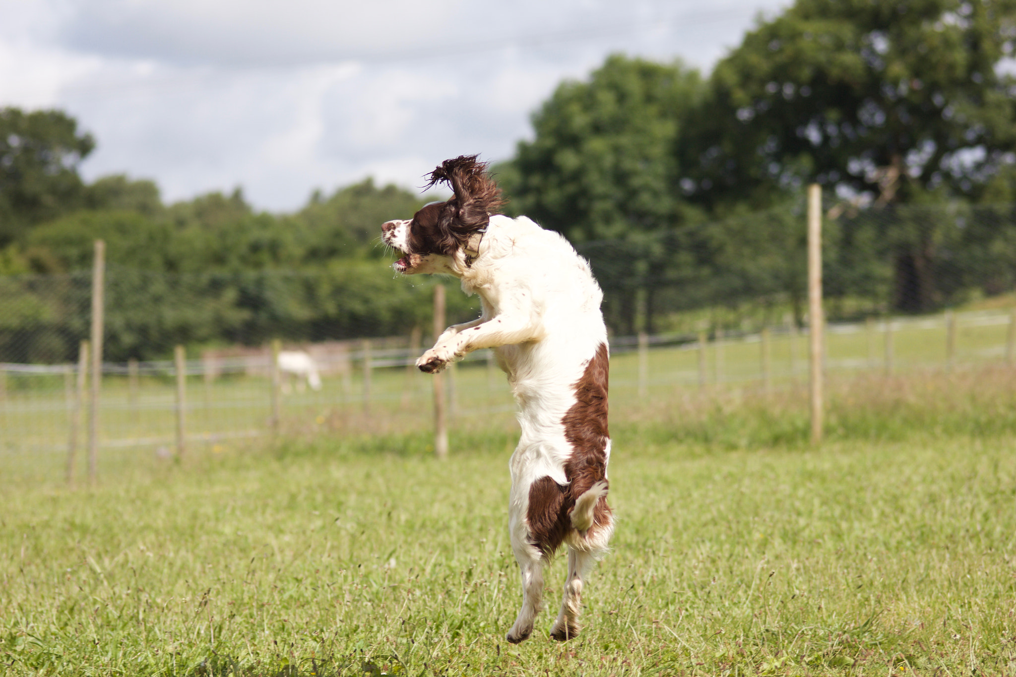 Canon EOS 550D (EOS Rebel T2i / EOS Kiss X4) + Sigma 105mm F2.8 EX DG Macro sample photo. Springer spaniel jumping to catch the ball photography